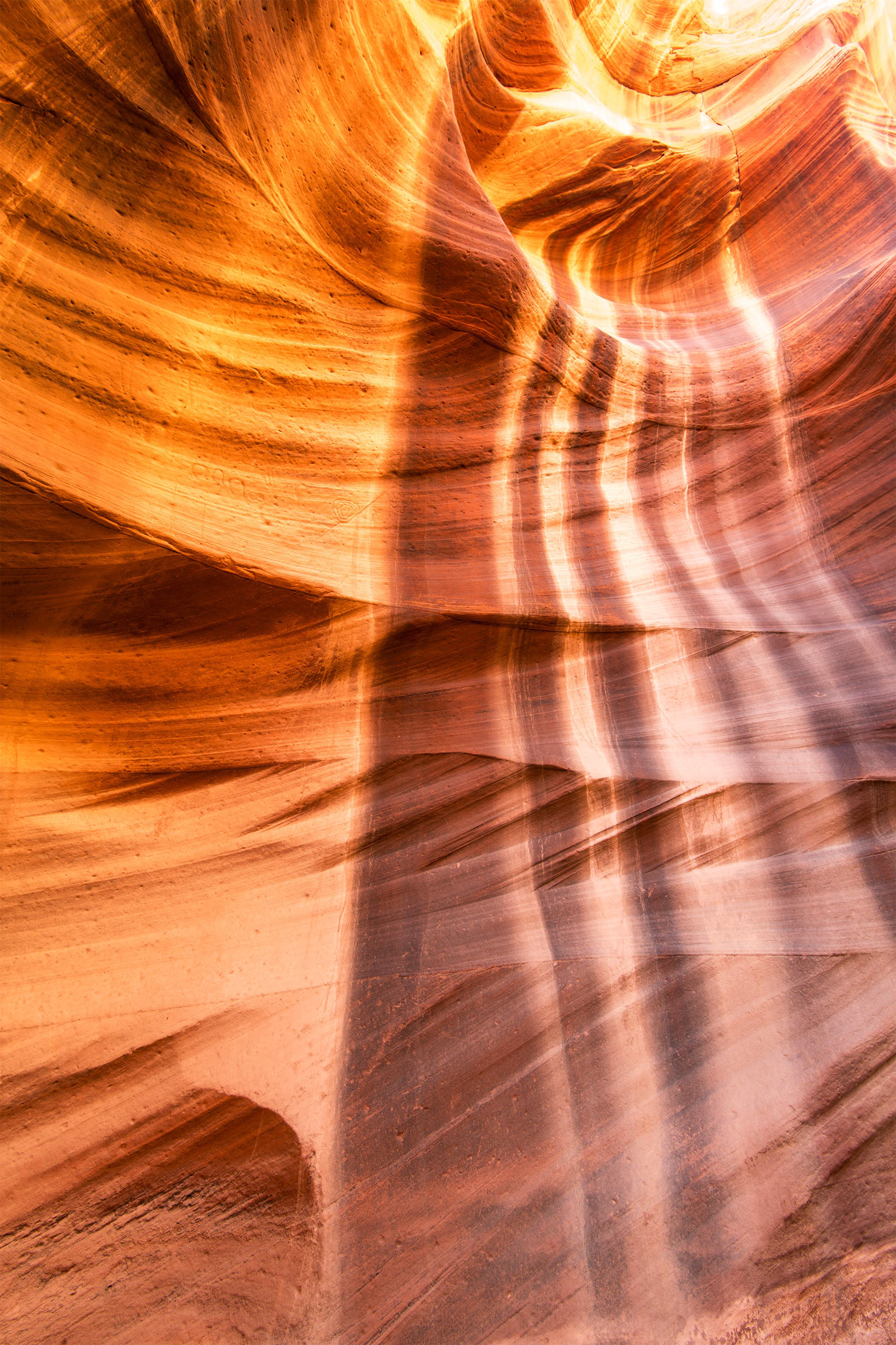 Antelope Cardiac 