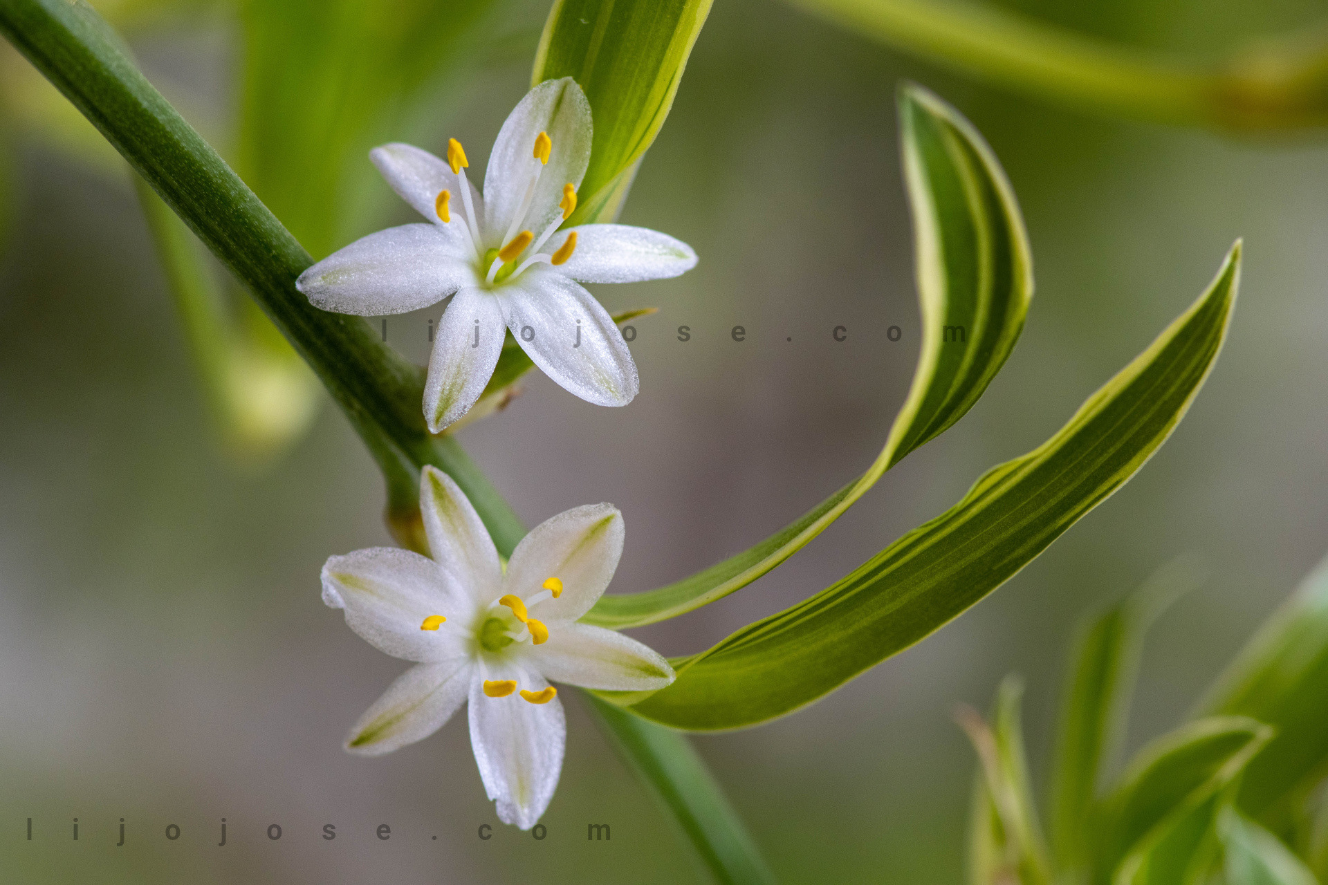 Spider plant flower