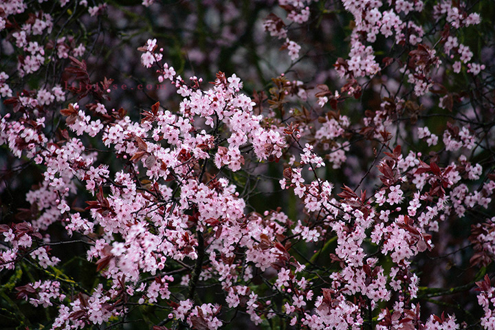 Cherry blossoms in full bloom in a Paris suburb