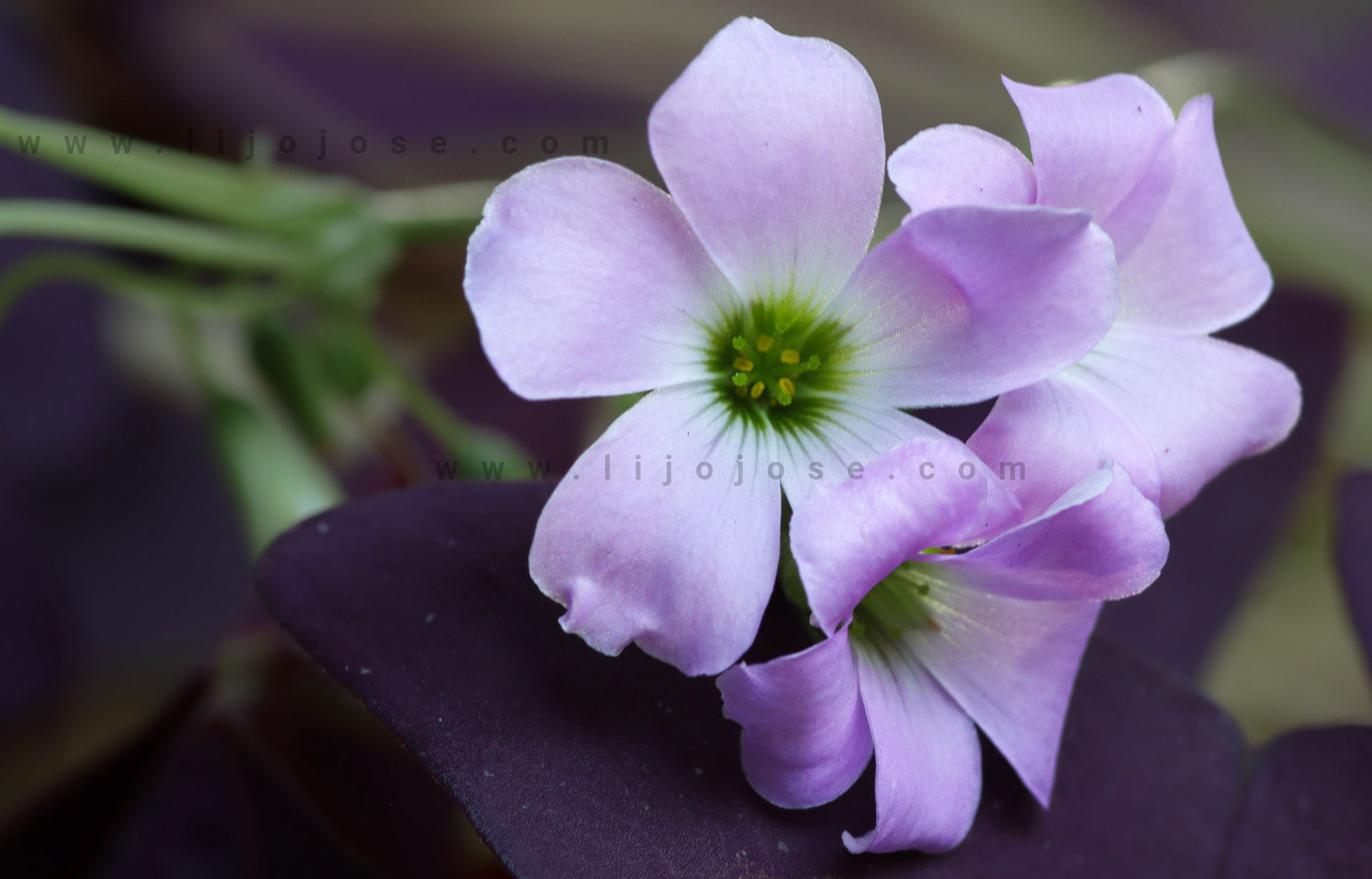 False Shamrock Flower