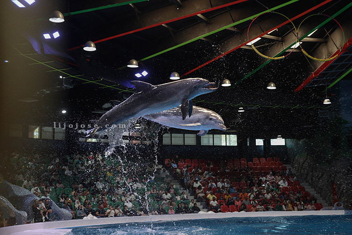 Synchronized Dolphin Leap