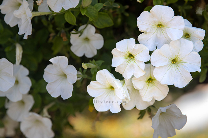 Delicate white blooms at Dubai’s Miracle Garden