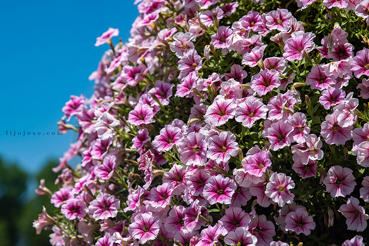 Blush pink blooms under a perfect blue sky 🌸