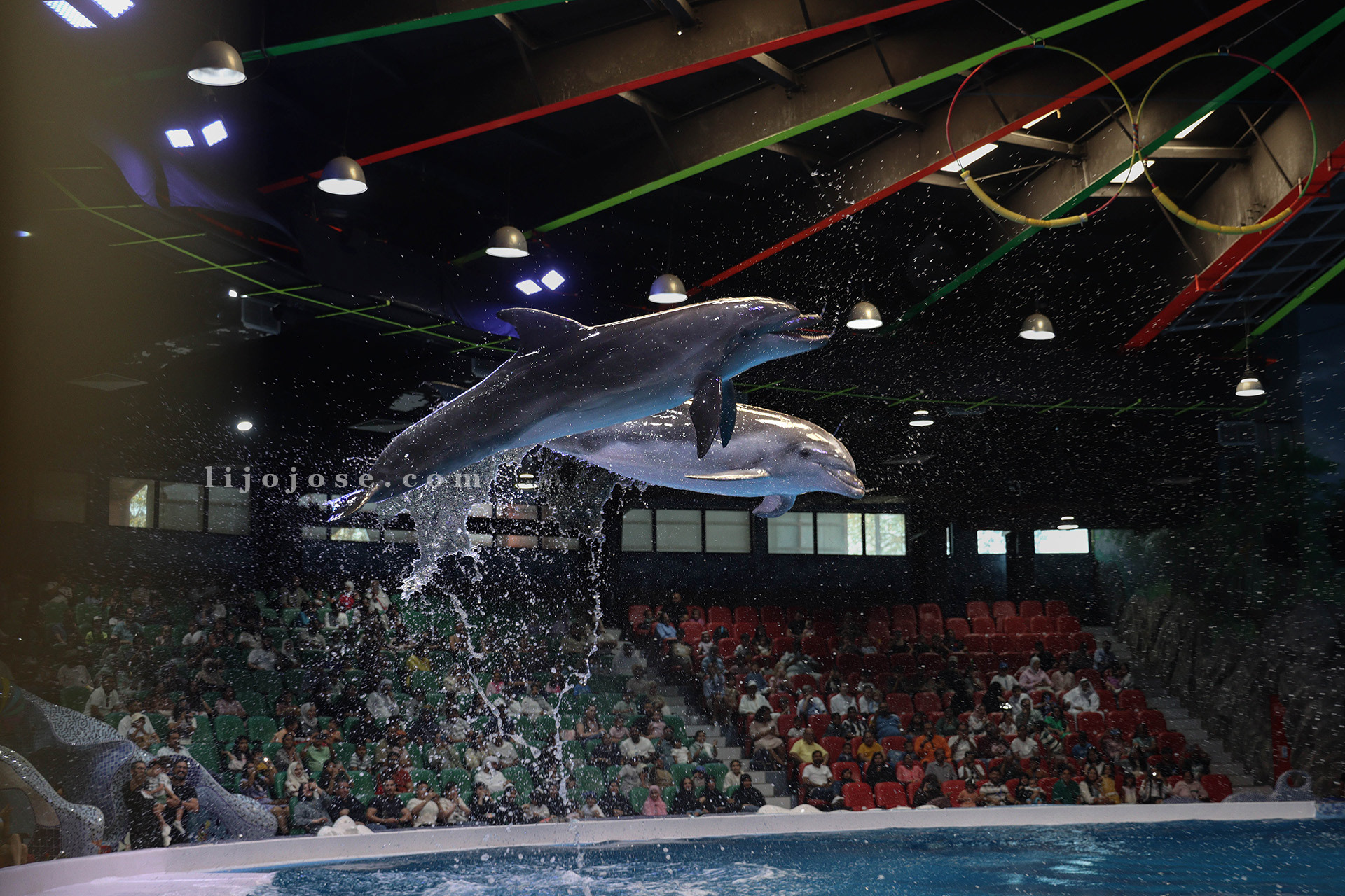 Synchronized Dolphin Leap