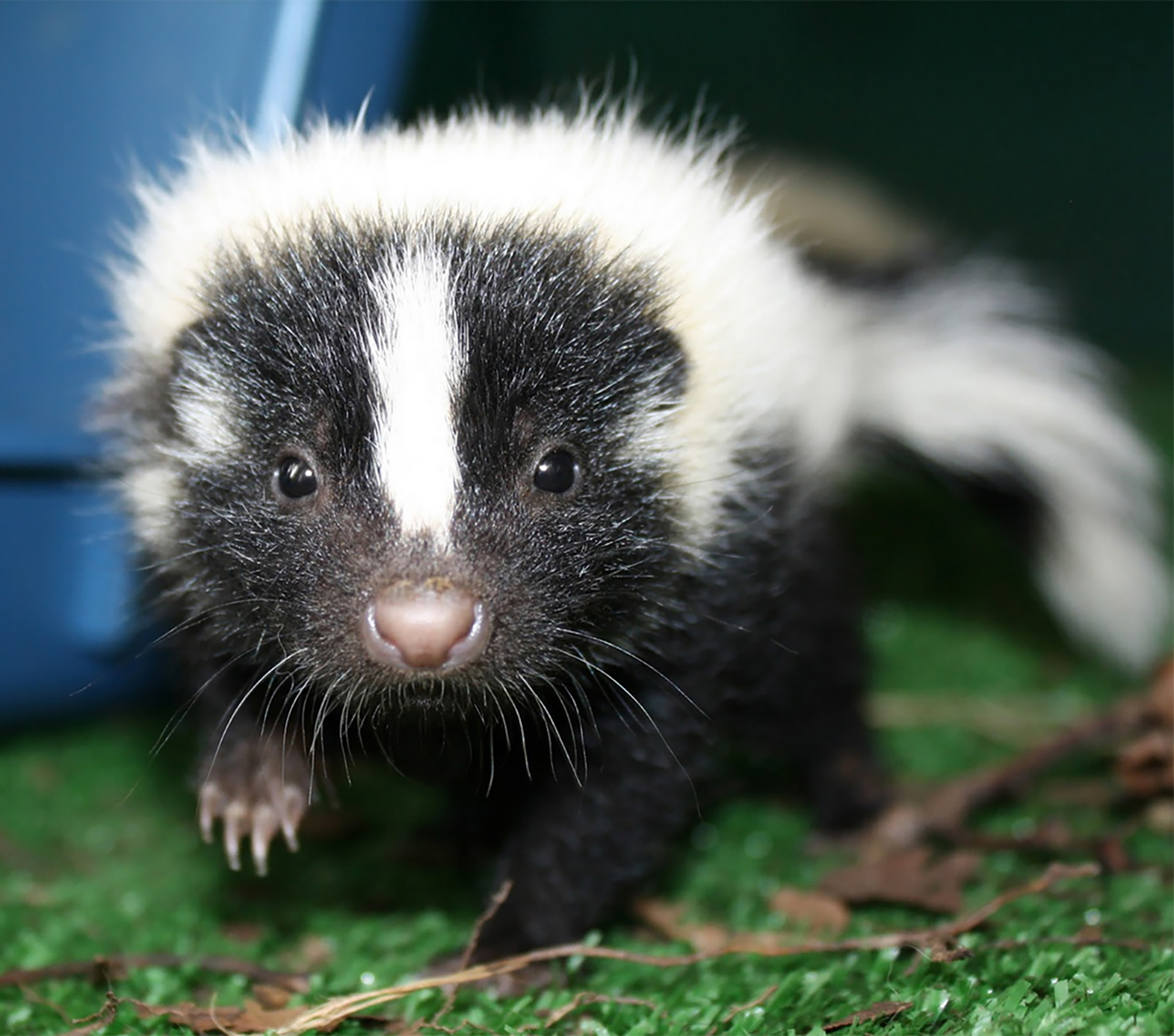 Cute Baby Skunk