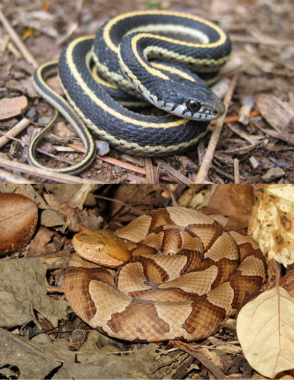 Snake Behavior: Venom, Diet, and Reproduction