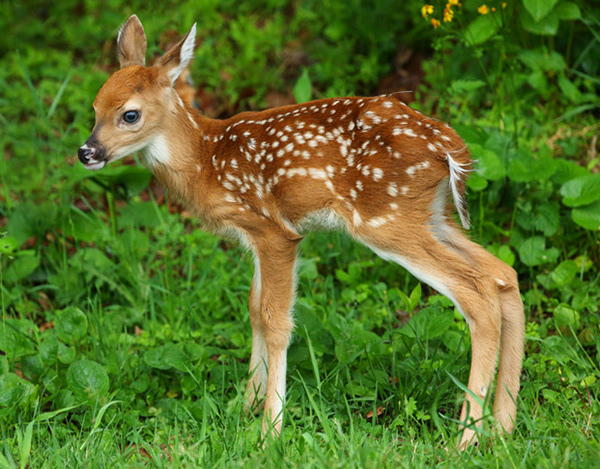 Rockfish Wildlife Sanctuary - DEER