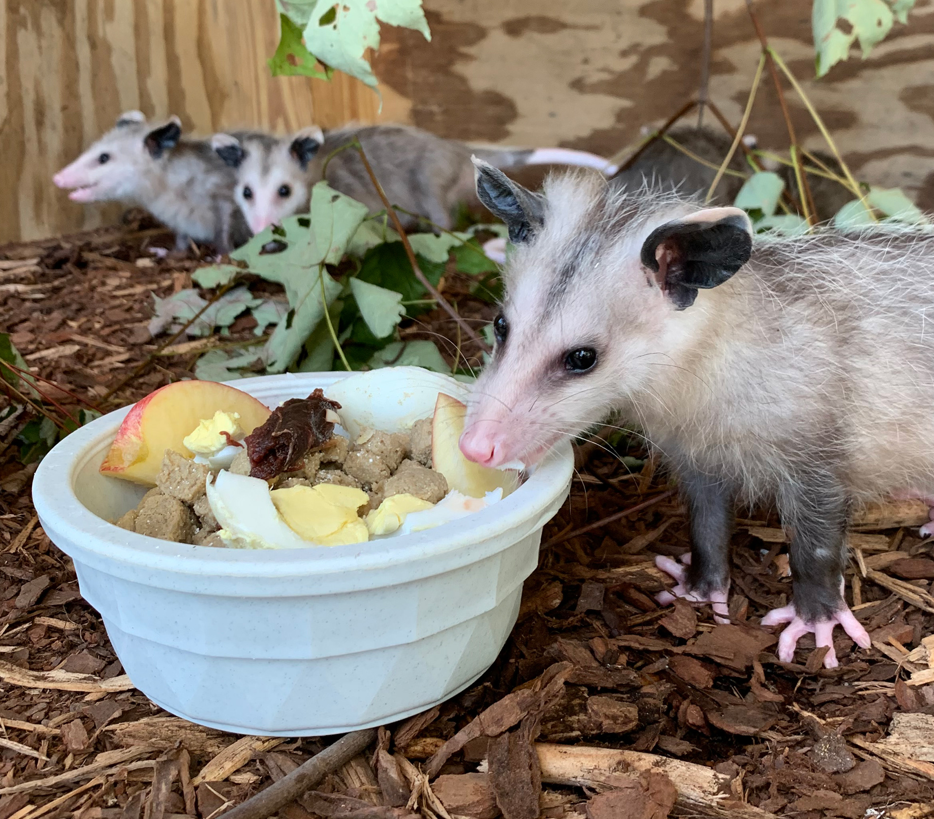 opossum pouch
