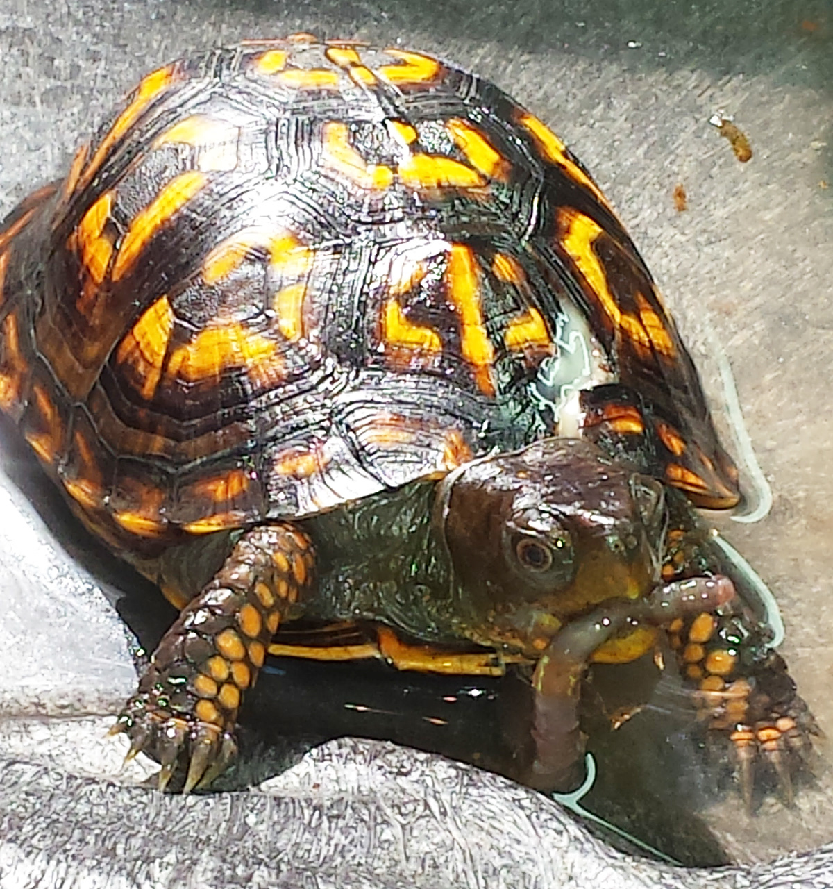 Rockfish Wildlife Sanctuary - EASTERN BOX TURTLE