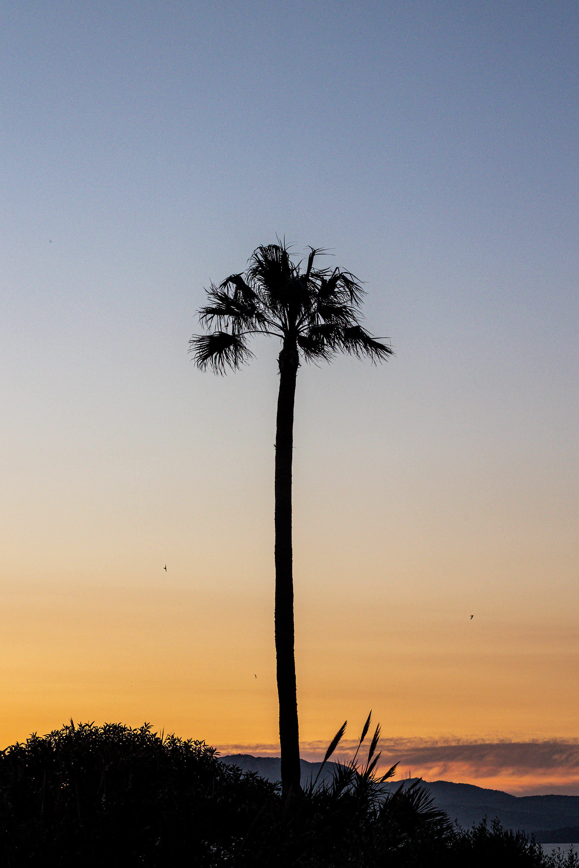 Palme Sunset Tarifa