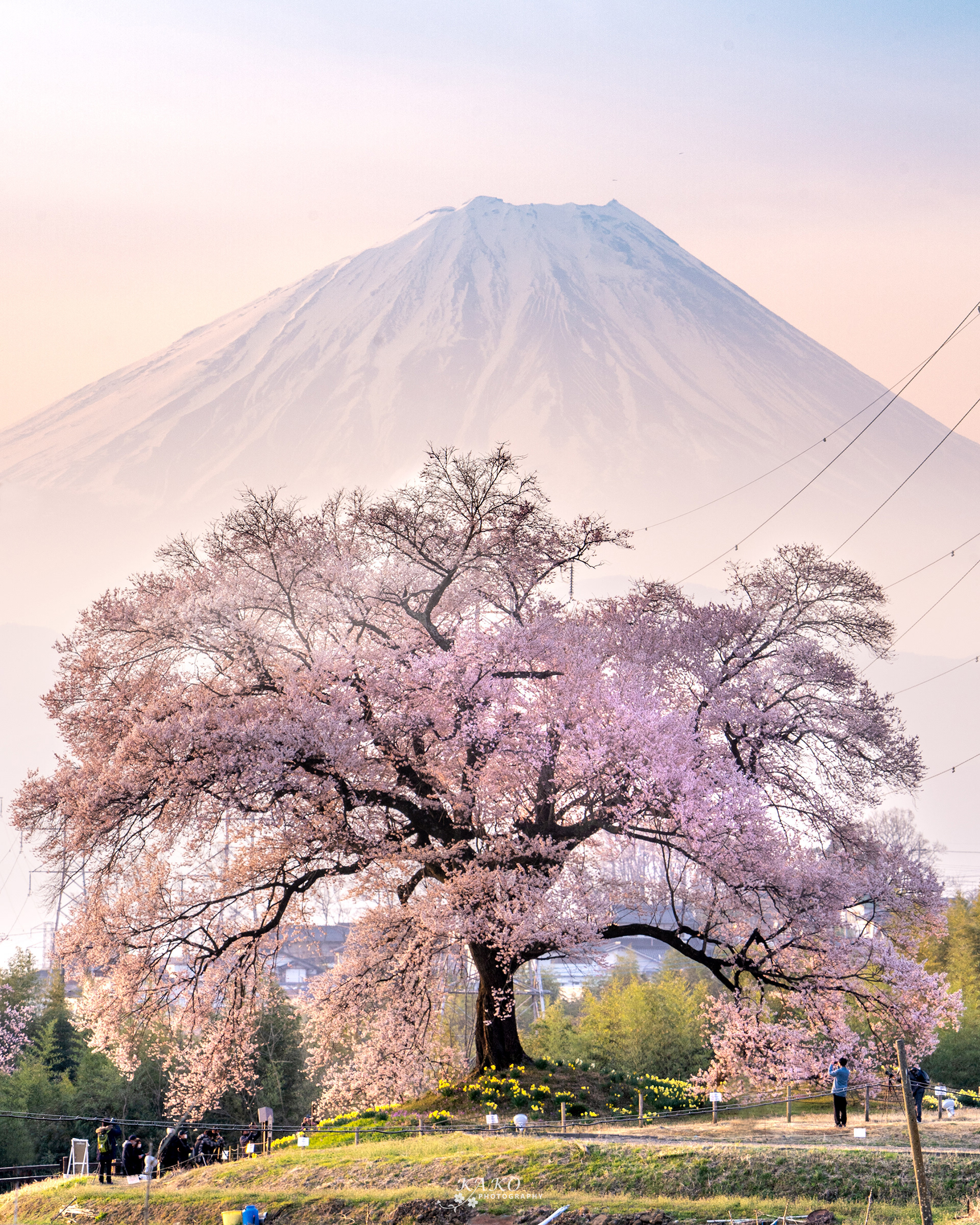 🏅2022 - IPA (International Photography Awards) 2022 Non-pro Honorable Mensions / Nature-Tree.