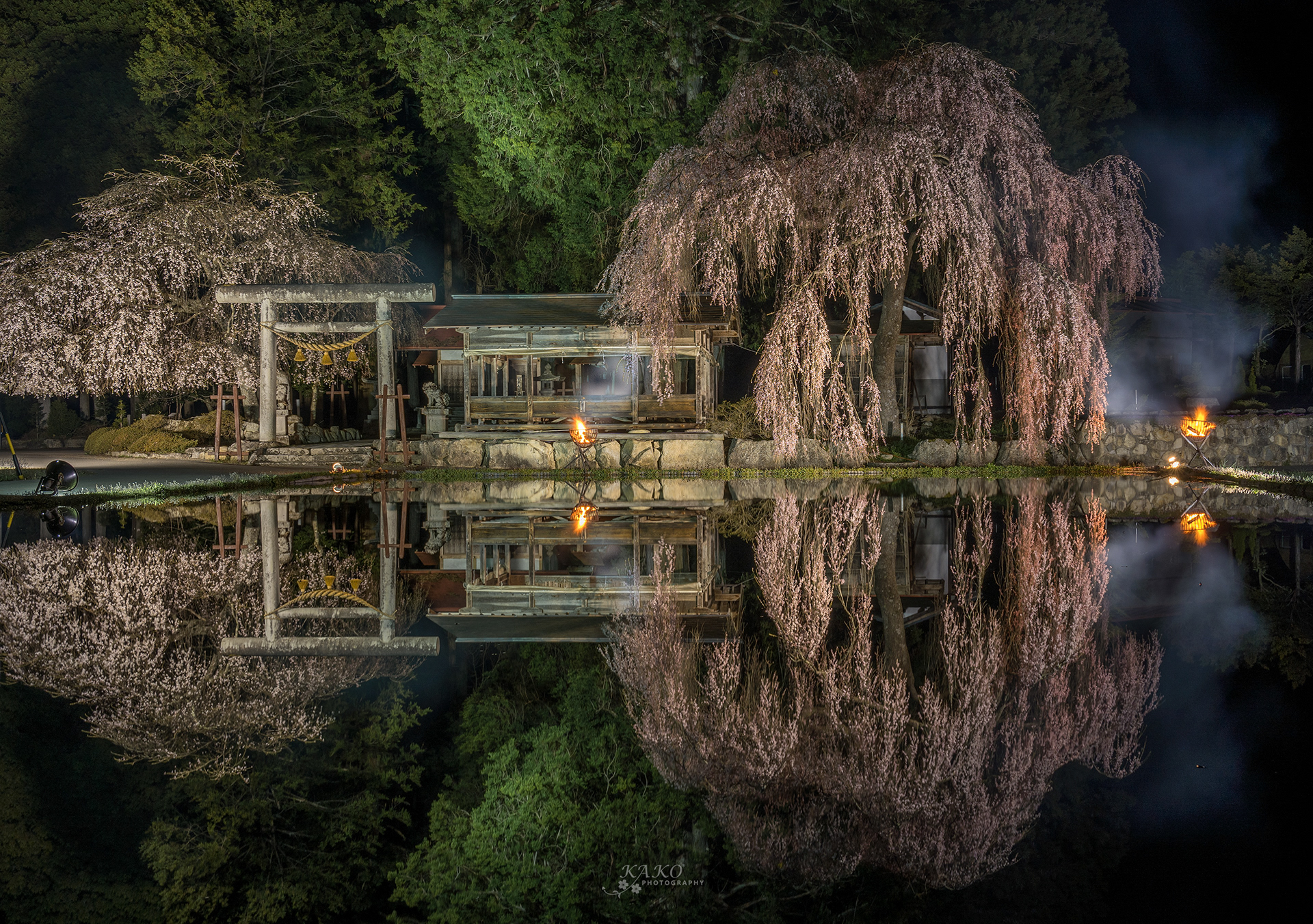 「社の鏡」 - Reflection of cherry blossoms in the japanese shine -