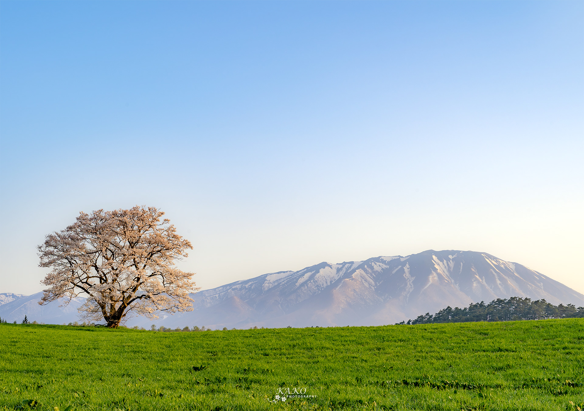 「朝陽を浴びる小岩井農場の一本桜」 - A single cherry blossom at Koiwai Farm in the morning sun -