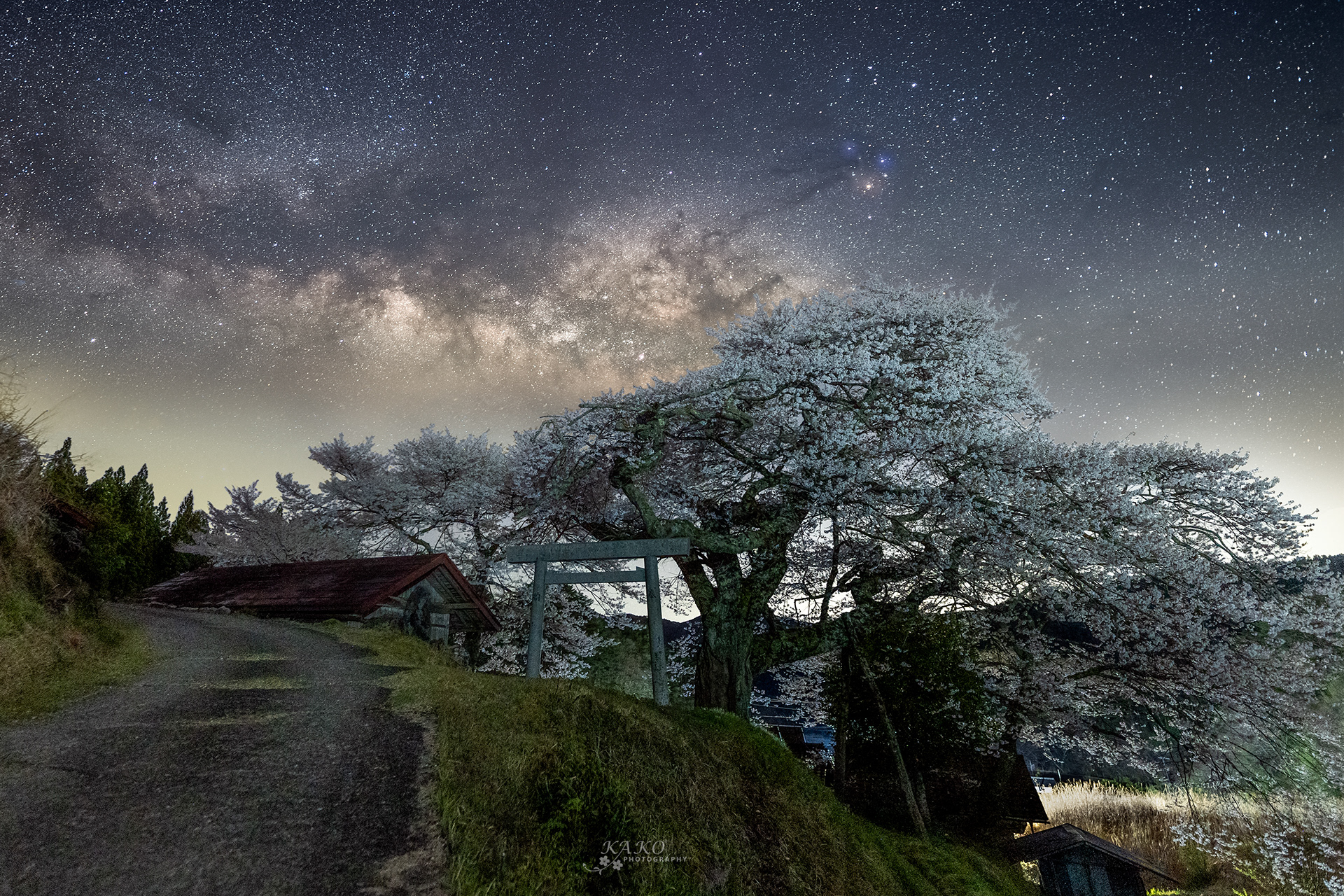 「社の桜と立ち昇る天の川」- The cherry blossoms of the sgrine and the rising Milky Way -