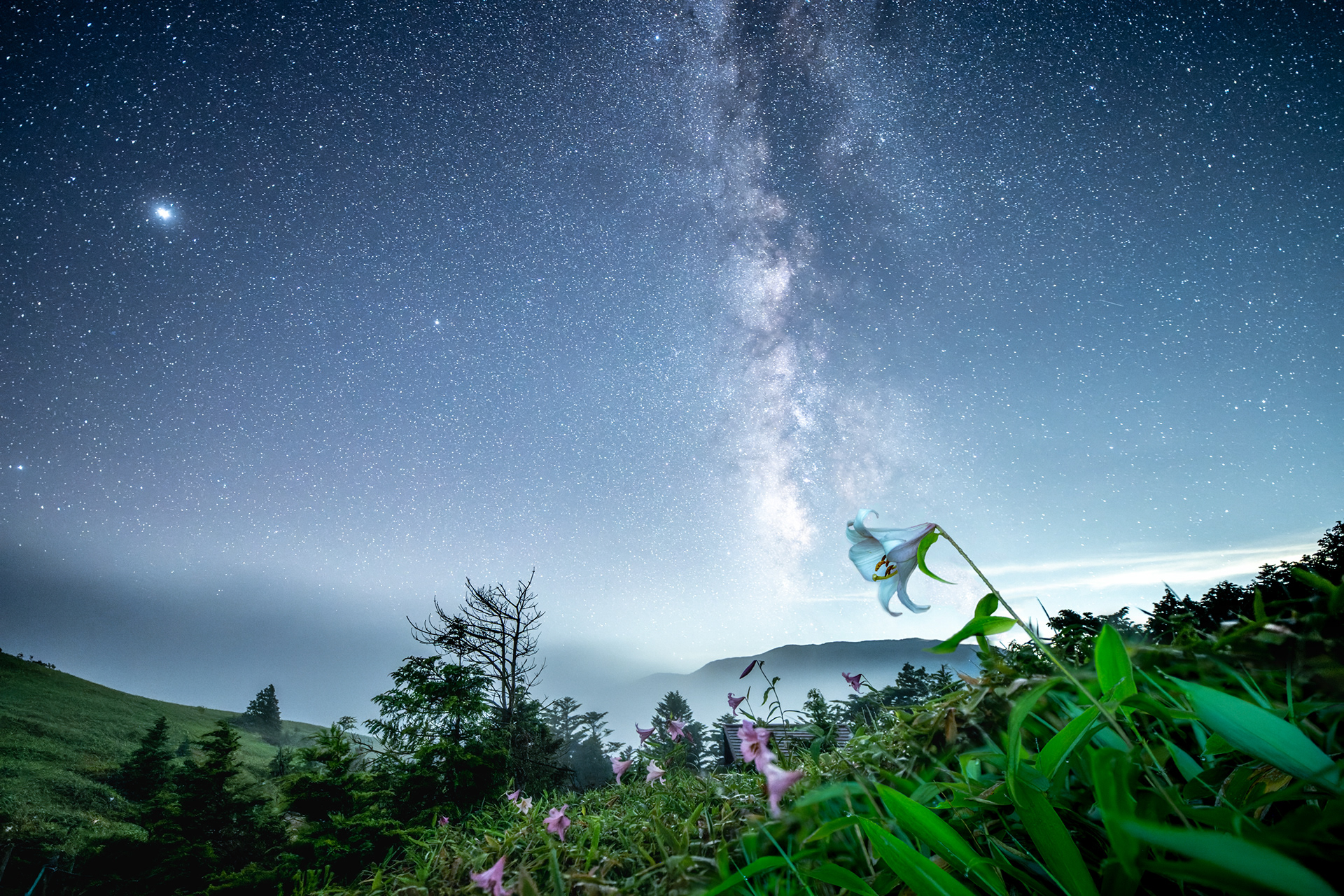 「高原のササユリ」- Bamboo lily and Milkyway -
