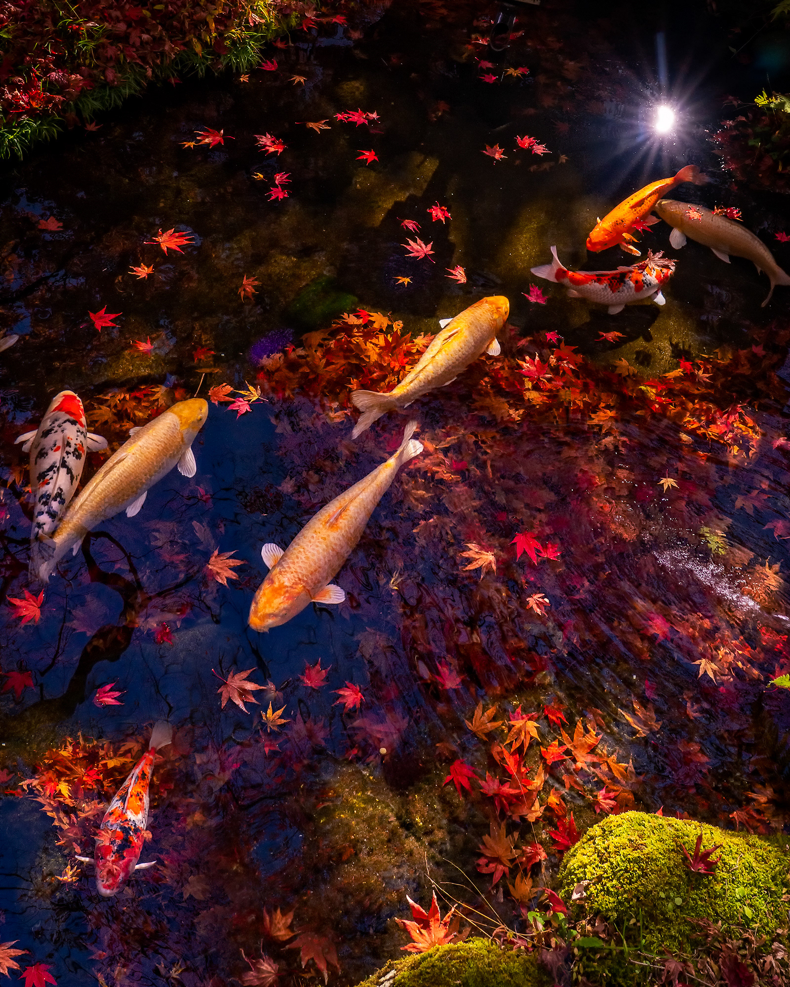 「鯉もみじ」- Carp and autumn leaves -