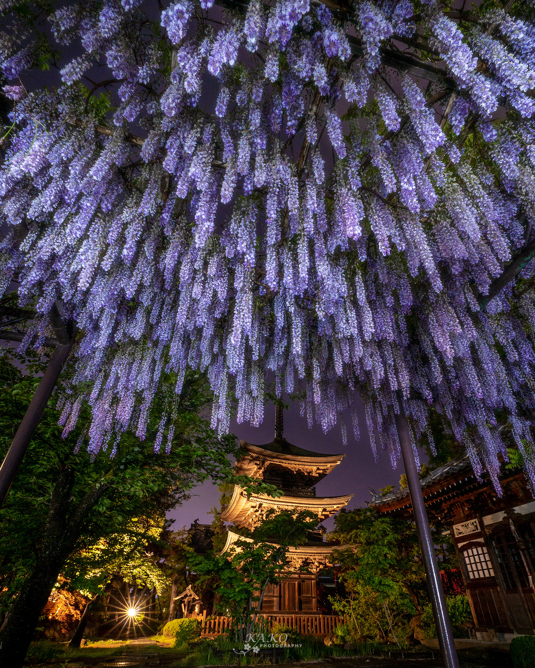 「藤の花と三十塔」- Wisteria flowers and Triple-storied pagoda of Japanese temple -
