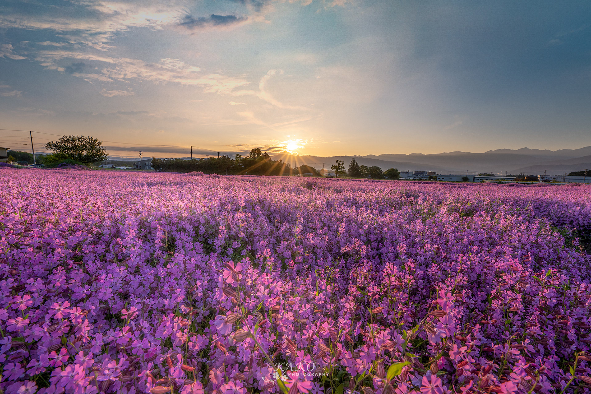 「フクロナデシコ」- When the morning sun illuminates the pink carpet of Silene pendula -