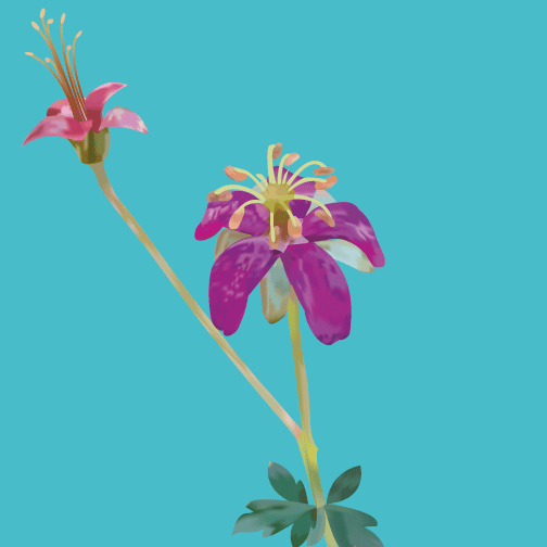 The mesh tool was used by tracing a picture I took. The use of the eye dropper tool allowed for the image to have the colors from the photograph.