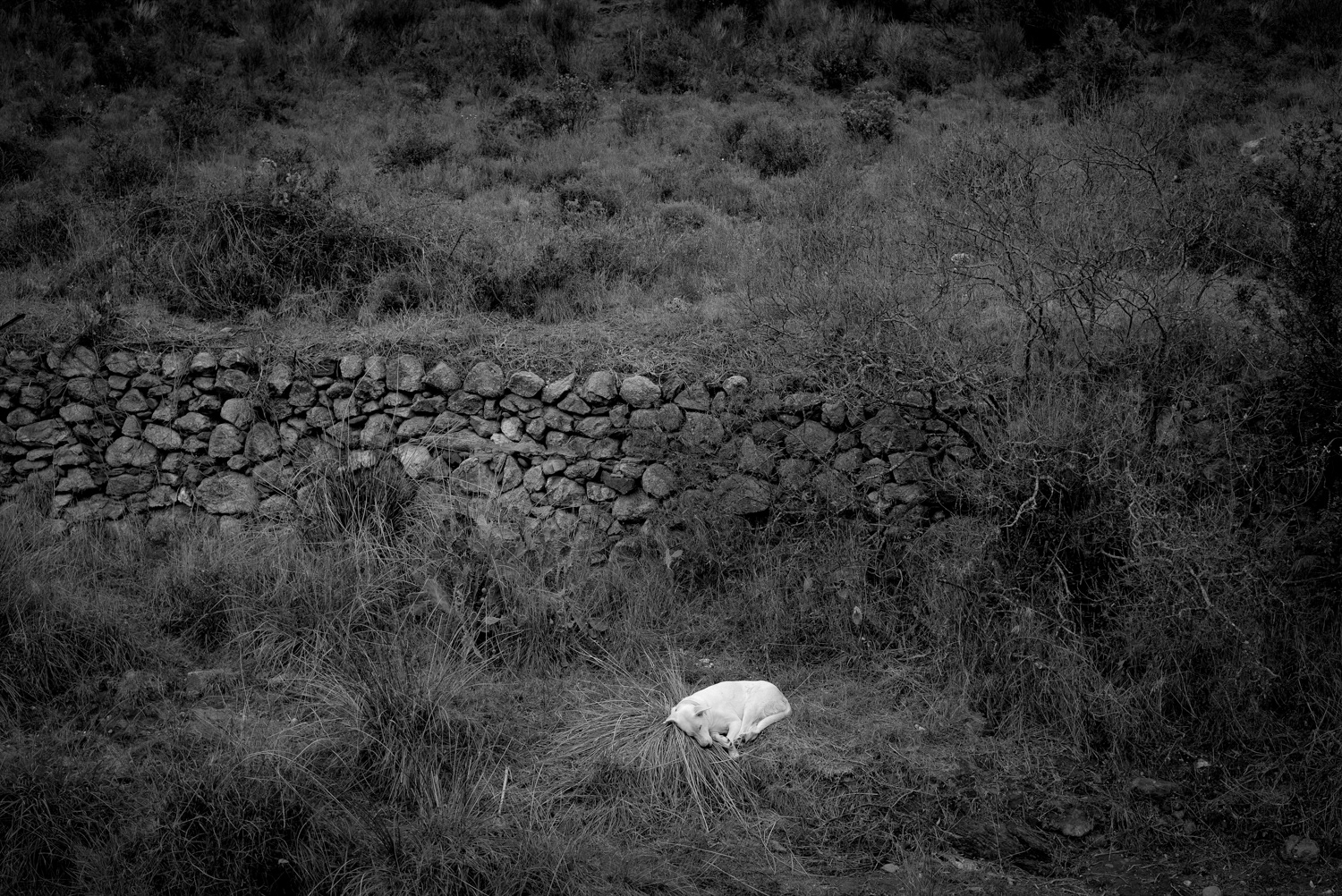 A dog that at times seemed to be dying, at times to be sleeping with its whiteness stood out against the dry stone surroundings.