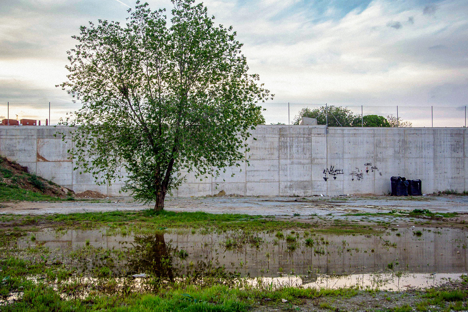 This is an urban landscape: a lonely tree and its reflection on the water in front of a concrete wall.