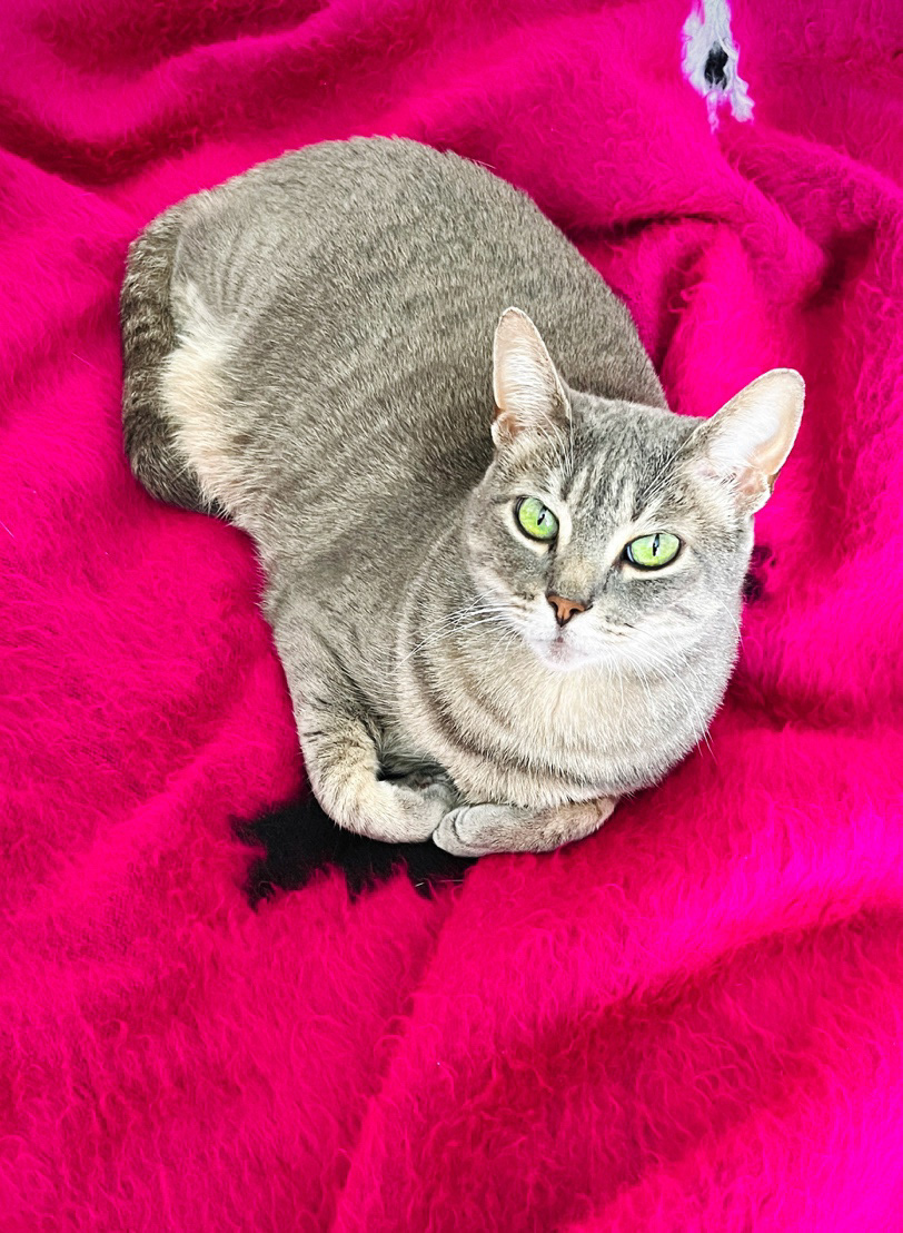 Bébé chat <3