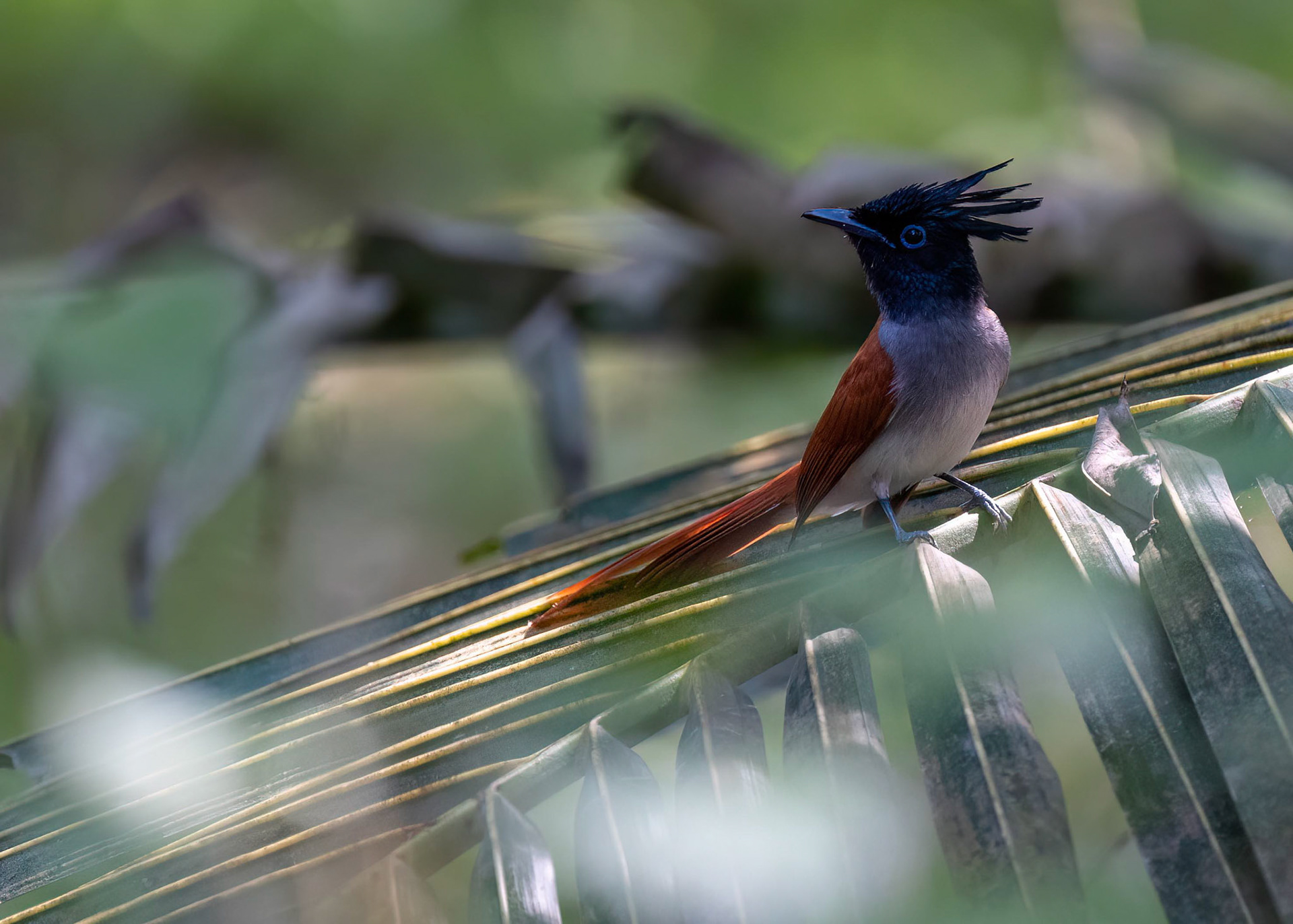 Patience is vital when searching for this elusive bird, and it may take some time to spot it. But when you do, the beauty of the Indian Paradise Flycatcher in its natural habitat is worth the wait.