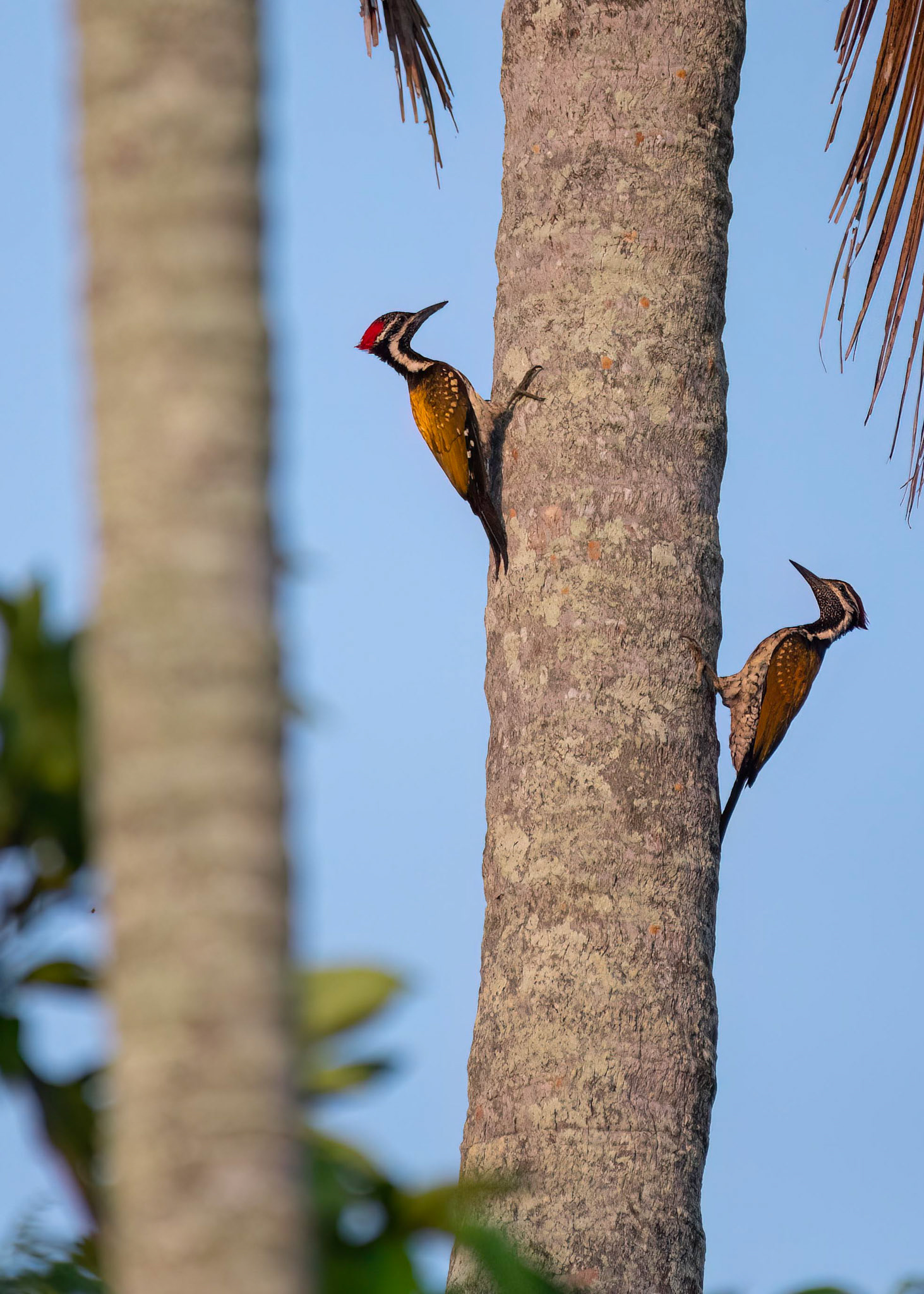 The male and female Golden Back Woodpecker are similar in appearance with some slight differences in size and coloration. Both male and female have a golden yellow back with black and white bars, a red crown, and white underparts. However, the male has a small red patch on its cheek, whereas the female does not. The male is also slightly larger than the female, measuring around 22cm in length compared to the female's 20cm. These woodpeckers have strong bills that they use to drill into trees to search for food, typically insects and larvae. They are widely distributed across Asia and are highly territorial, often communicating with each other through drumming on trees.