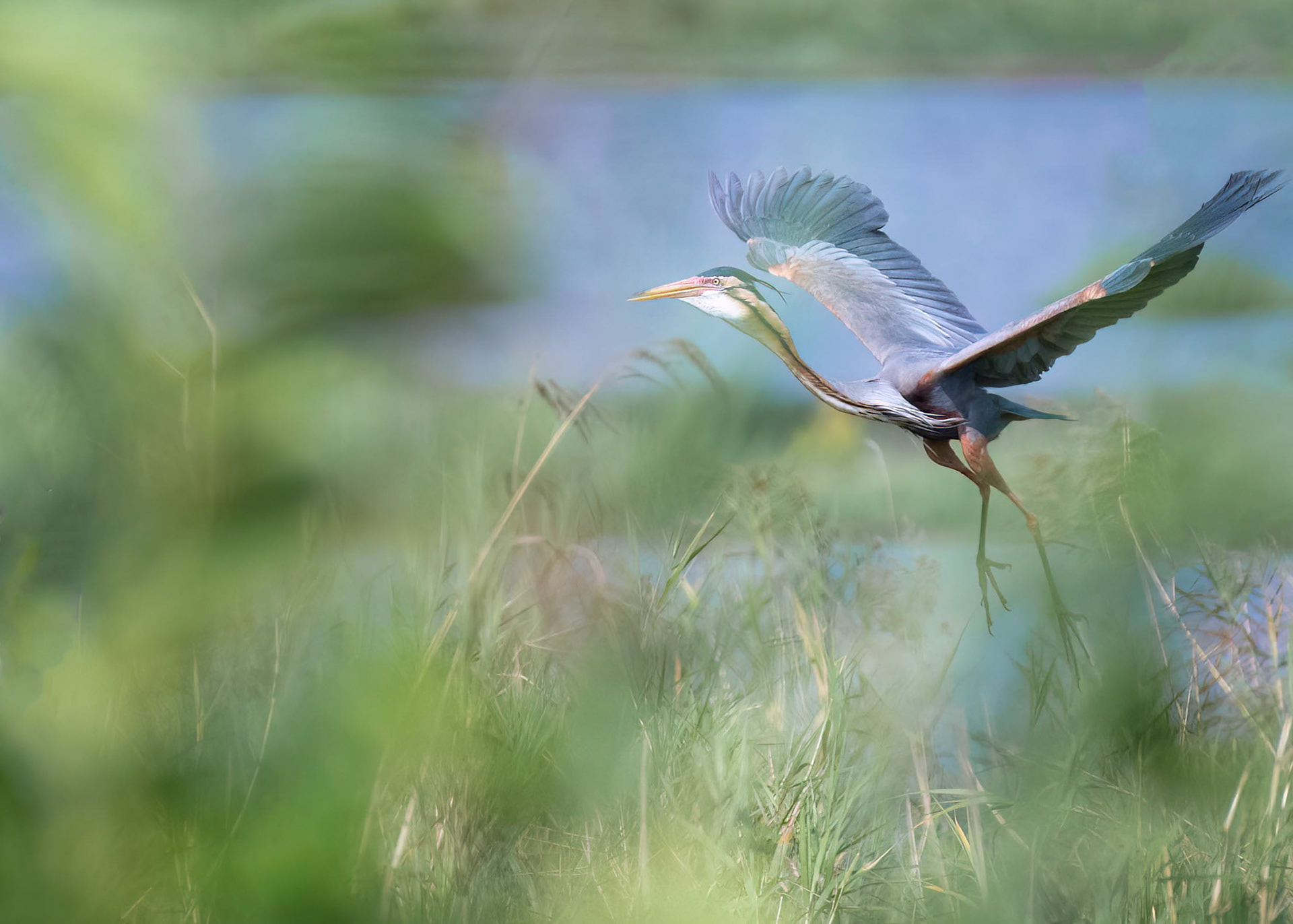 One of the most interesting behaviors of the Purple Heron is its nesting habits. These birds typically breed during the spring and summer months, though the timing can vary depending on where they live. During this time, male herons will begin to construct their nests by weaving together sticks and branches.  Once the nest is complete, the male will begin to display to potential mates by flapping his wings and making a series of calls. If a female is interested, she will join the male at the nest, and the pair will begin to bond over the course of several days.  Once the female has laid her eggs, both parents will work to incubate them for around 25-30 days. During this time, the parents will take turns sitting on the eggs to keep them warm and protected. When the chicks hatch, they will be covered in downy feathers and require constant attention and care from their parents.  As the chicks grow, the parents will continue to bring them food and teach them how to hunt on their own. Eventually, the chicks will fledge and leave the nest to join the rest of their species in the wild.  Despite their beauty and grace, Purple Herons are considered to be a threatened species due to habitat loss and hunting. It is important that we work to protect these amazing creatures and their nesting habitats so that they can continue to thrive and enrich our world with their natural beauty.