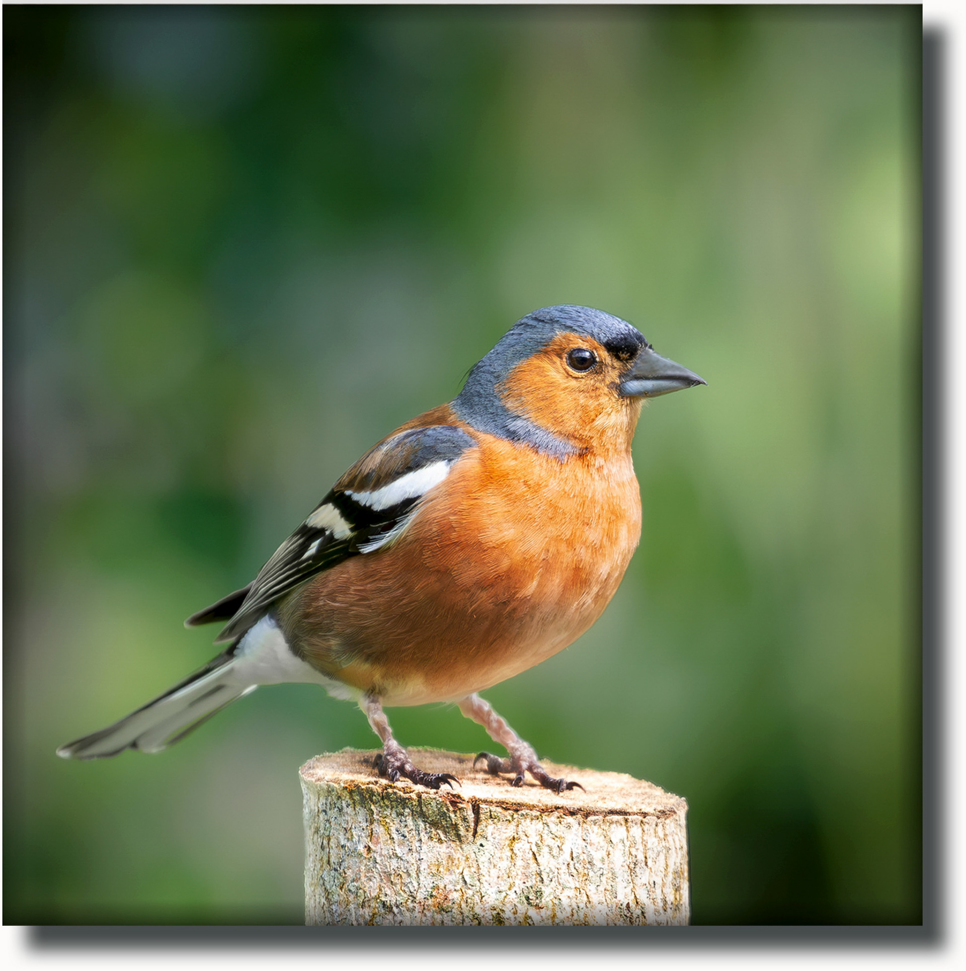 A chaffinch