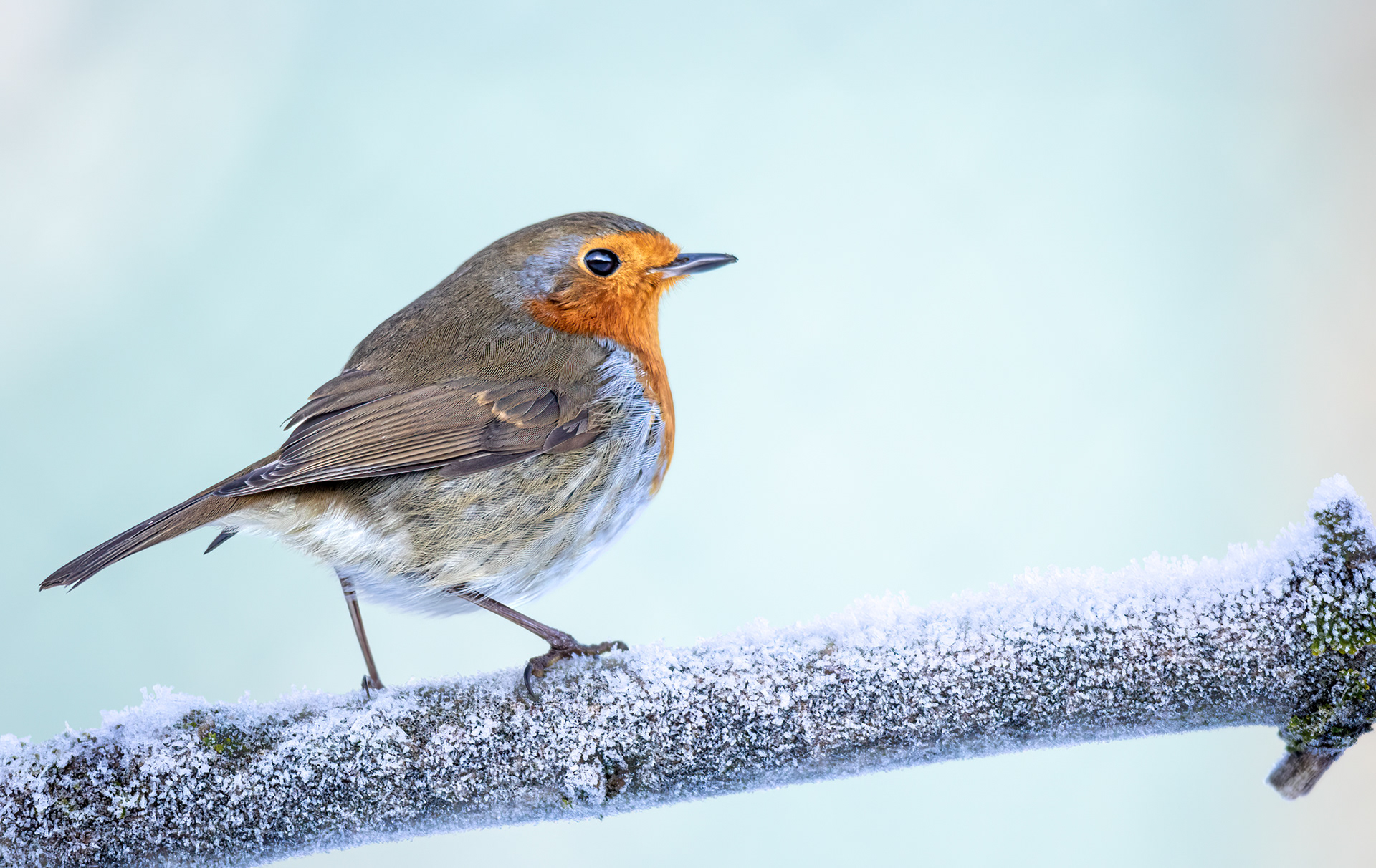 A robin on a snow covered branch