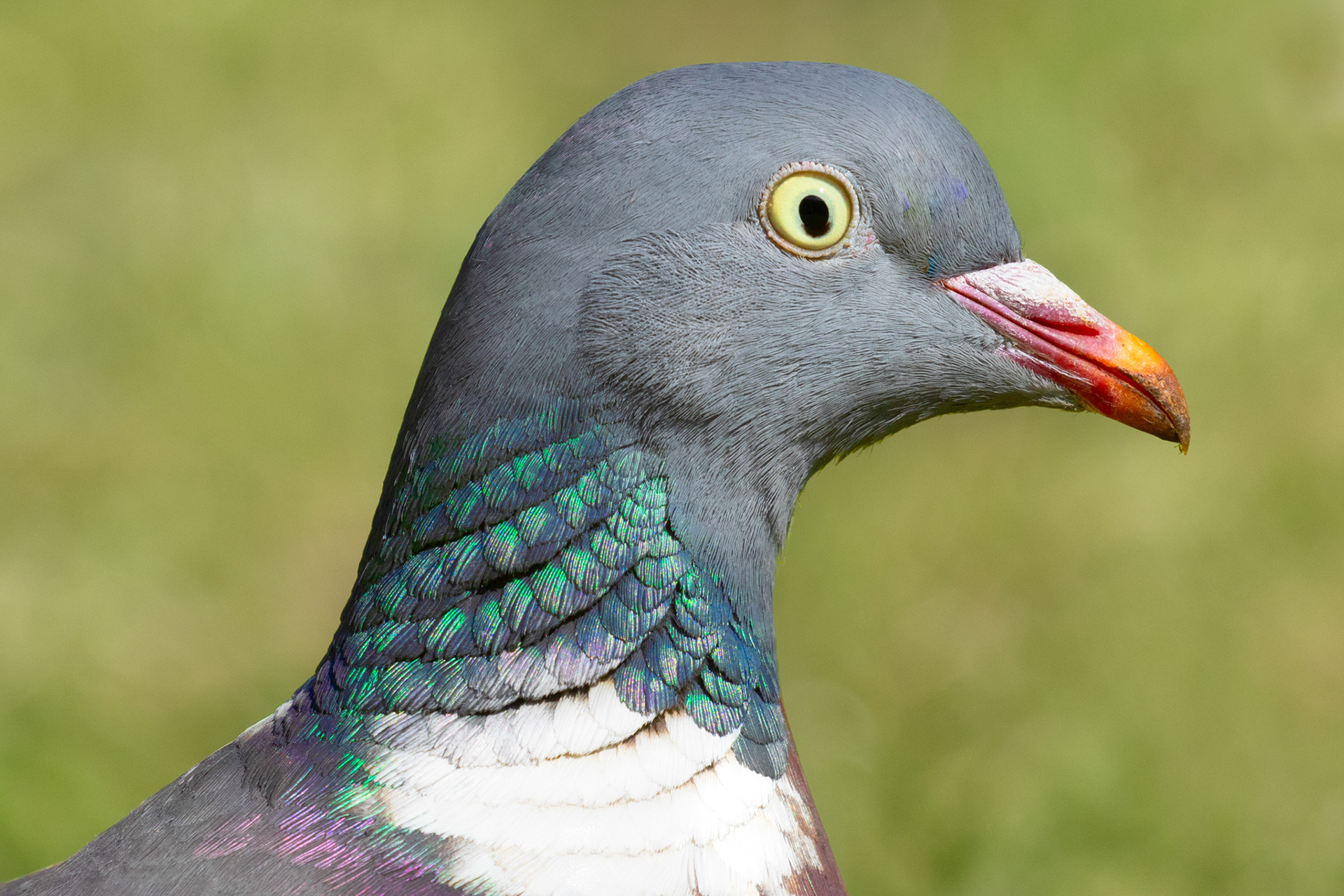 A portrait of a wood pigeon