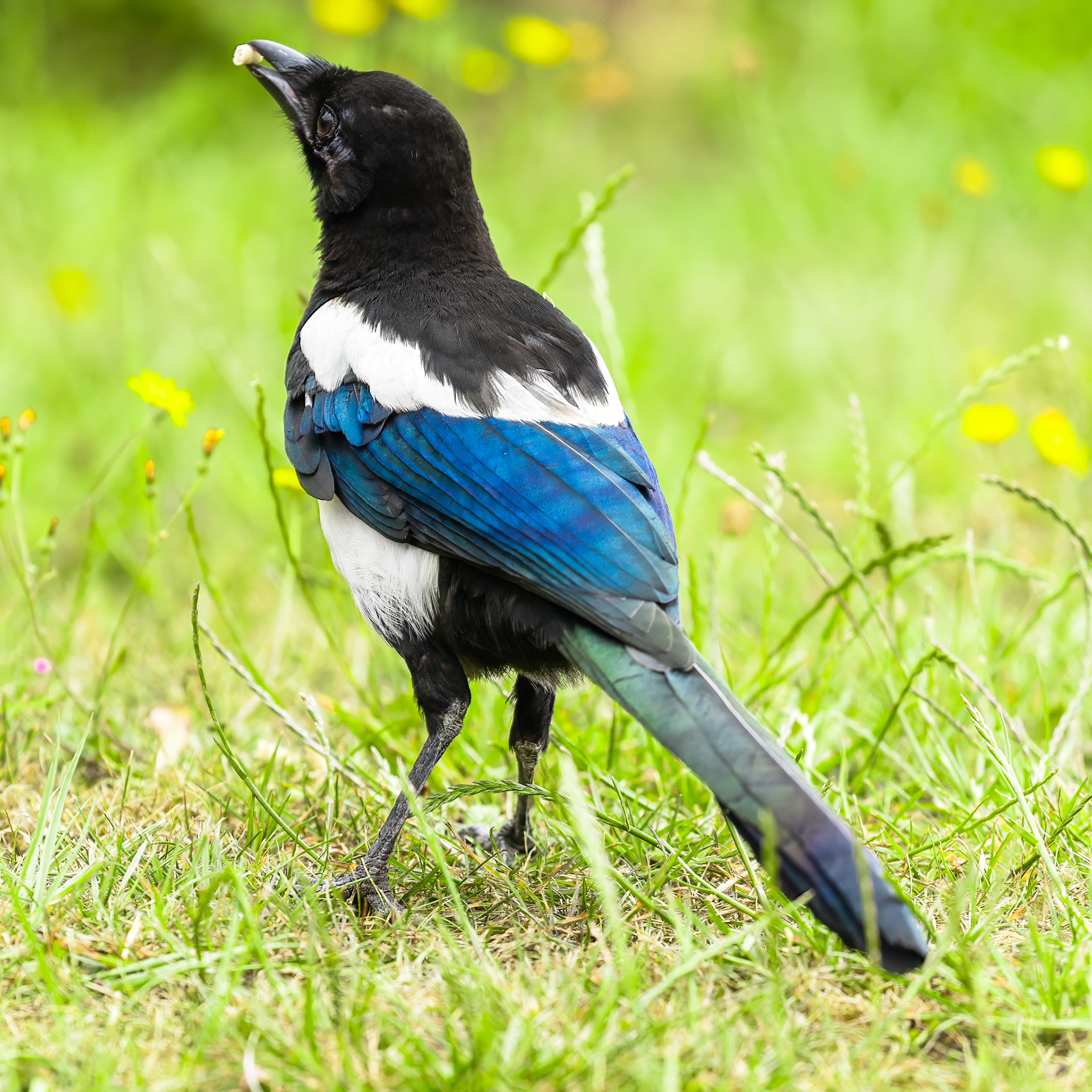 A magpie