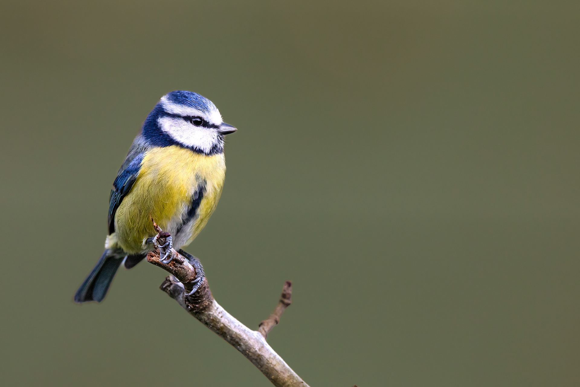 A bluetit