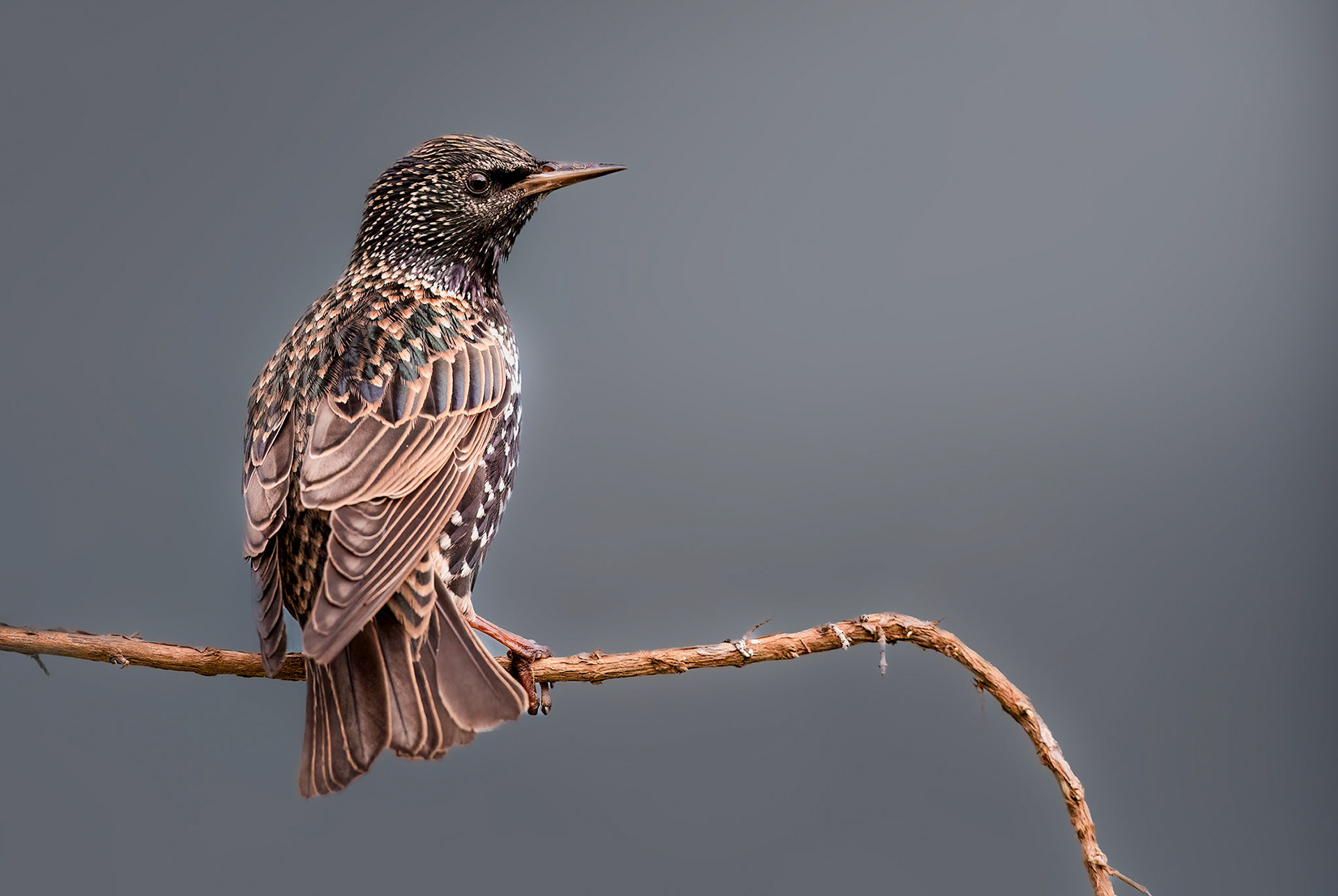 A starling