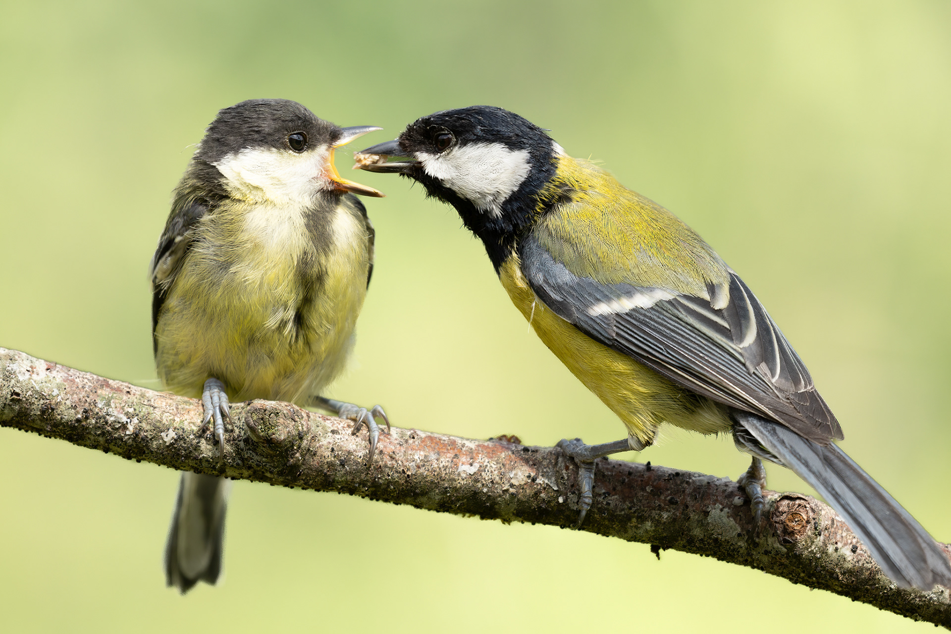 mother great tit feeding her young