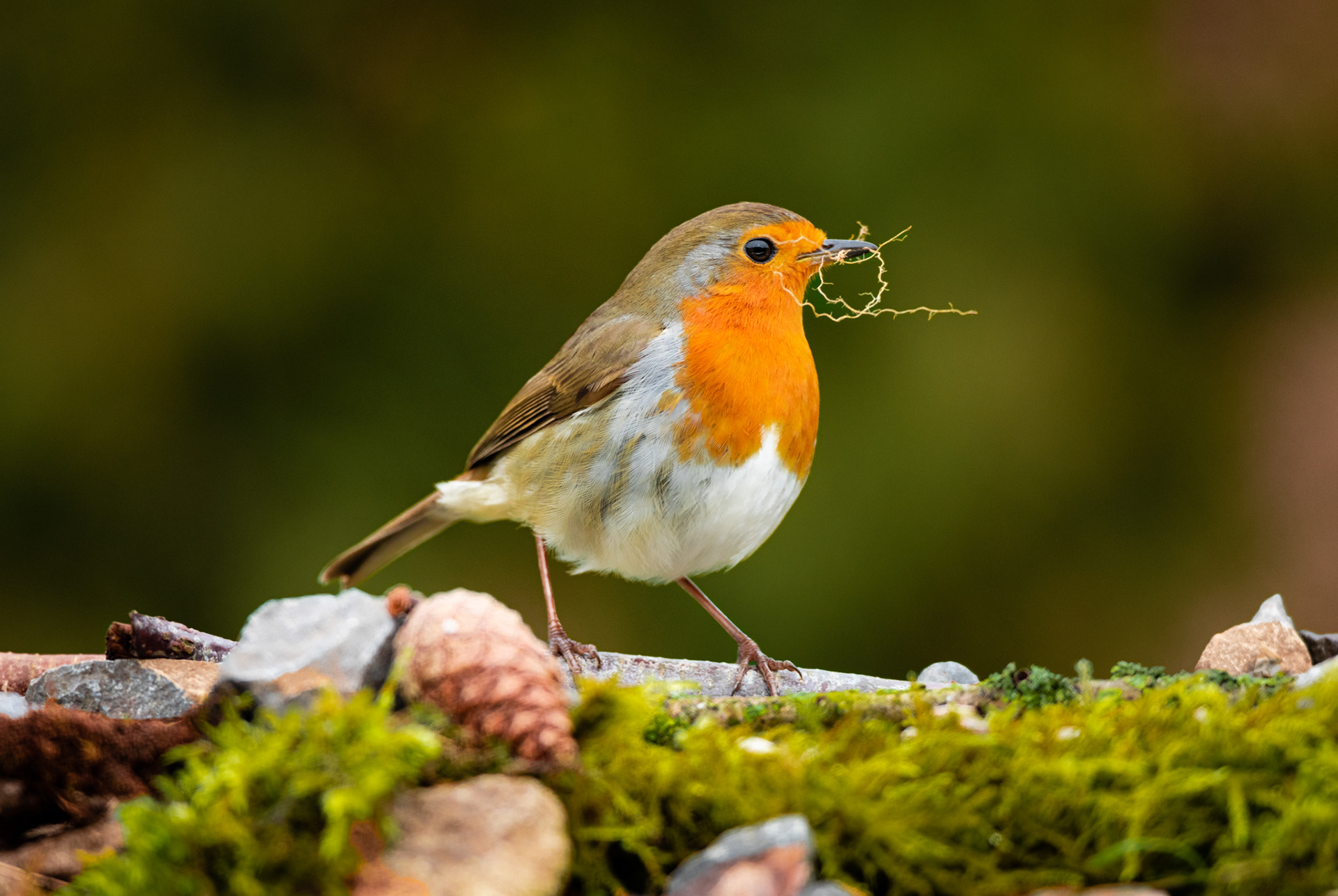 A robin with nesting material
