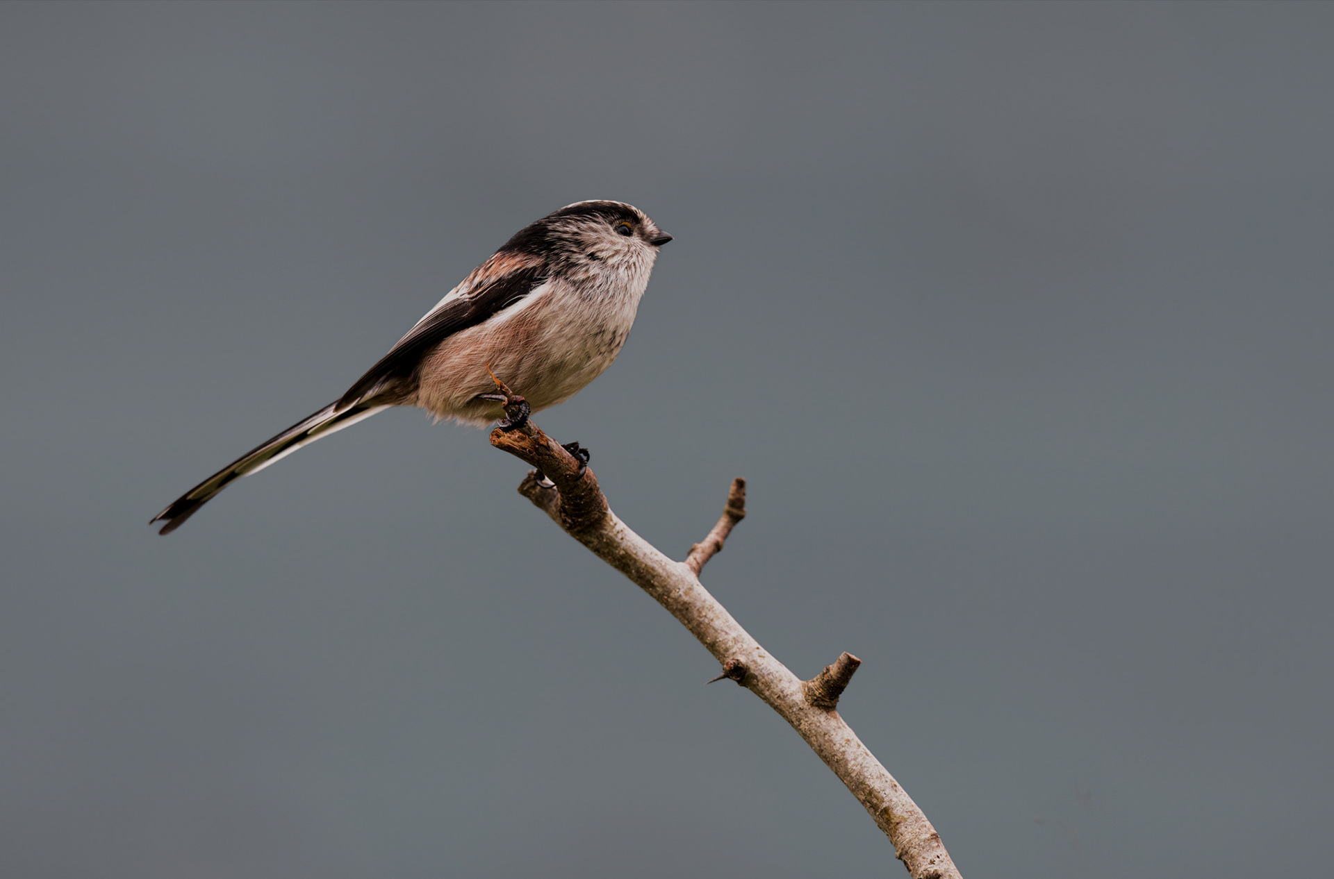 A long taild tit
