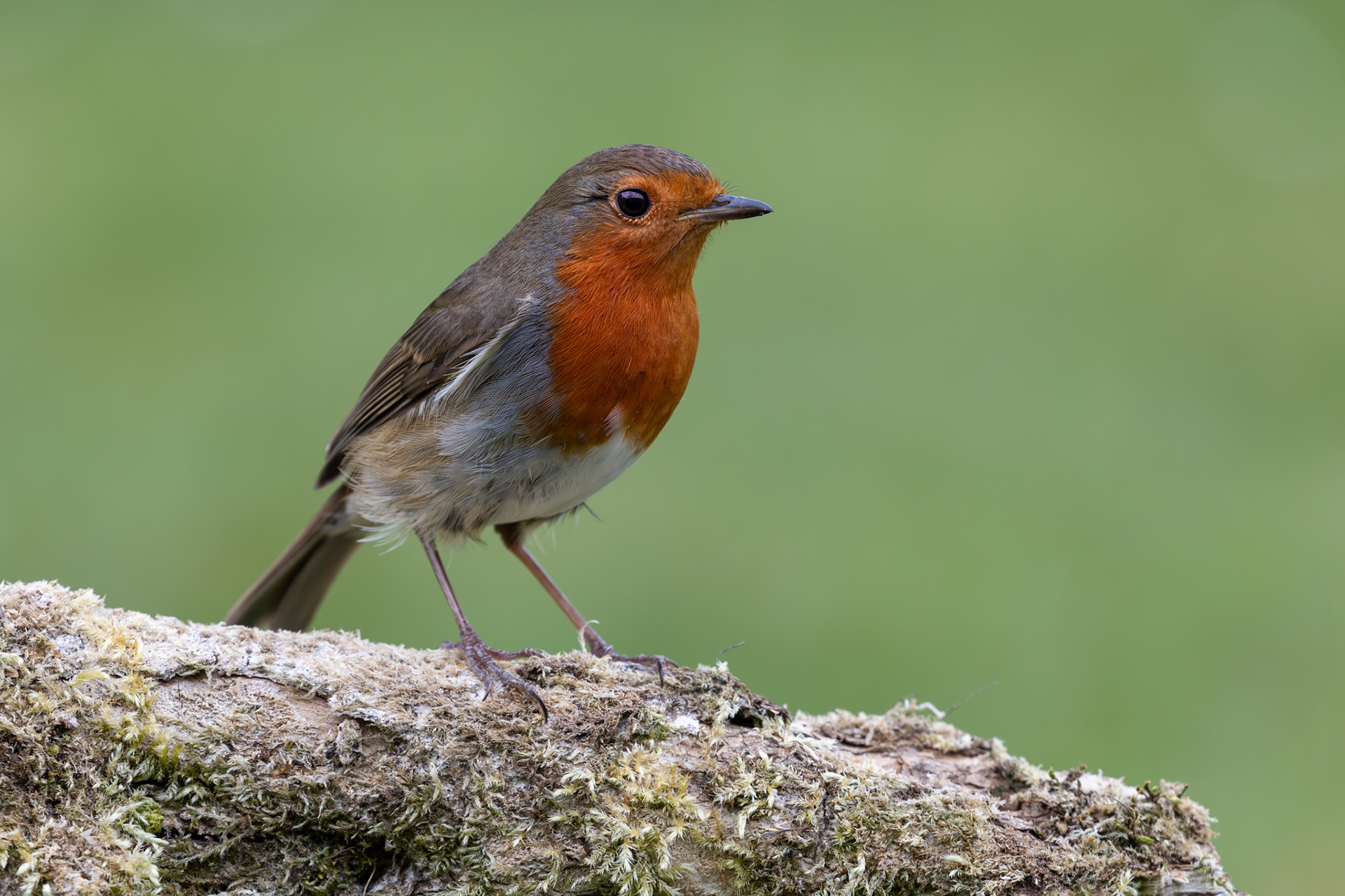 close up of a robin
