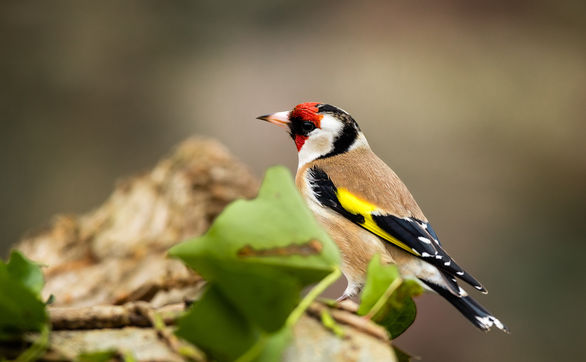 A goldfinch