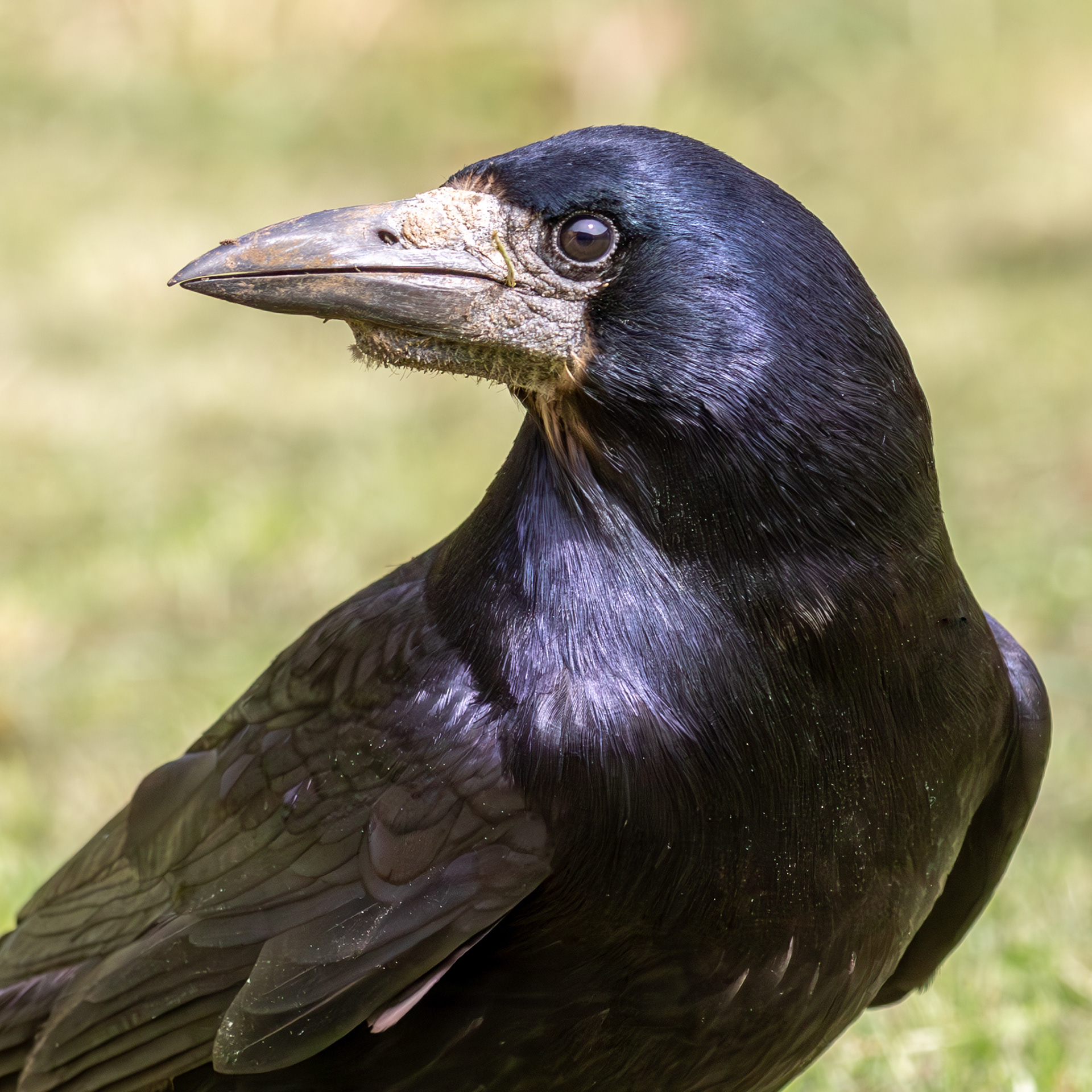 carrion crow