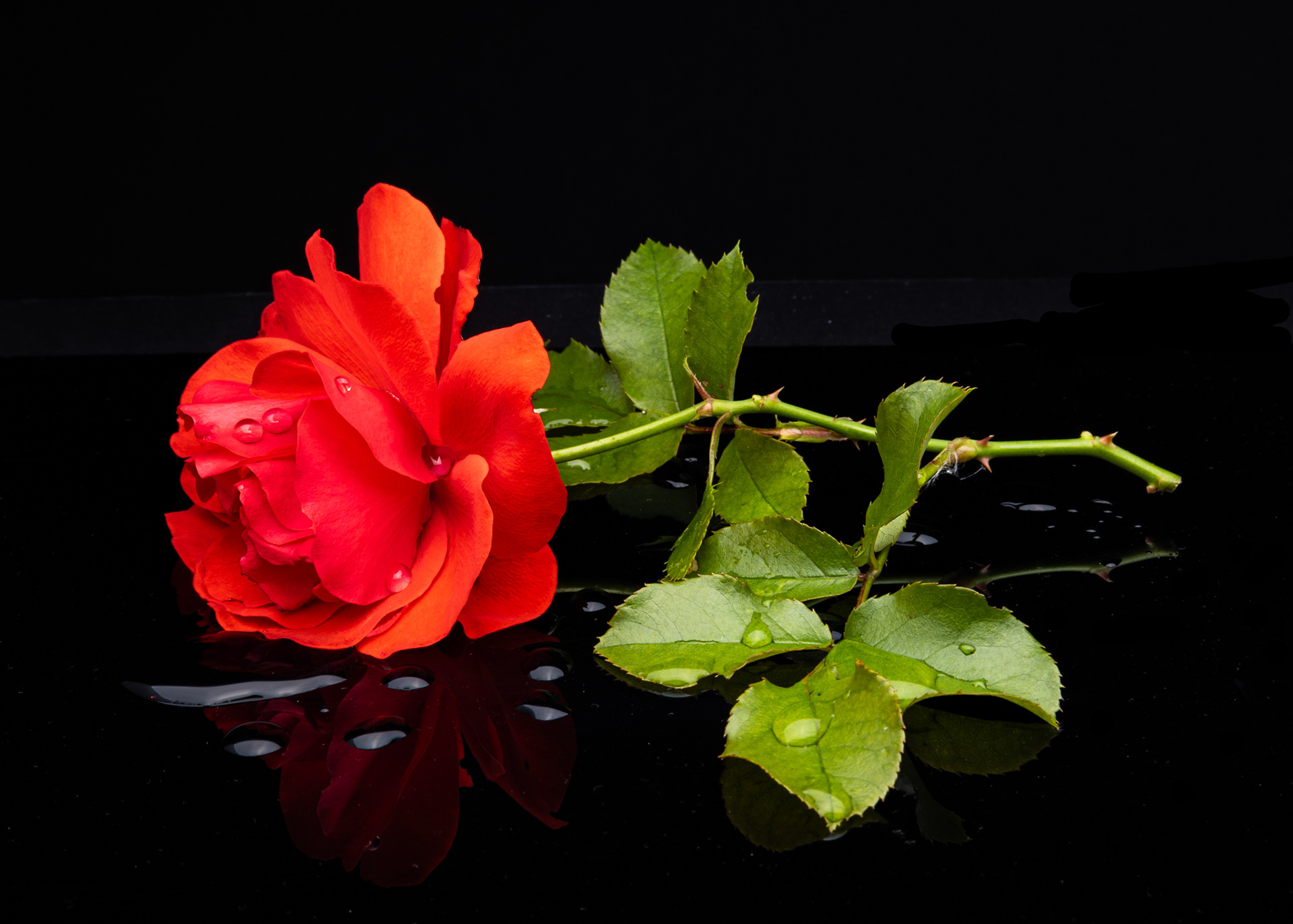 A red rose with water droplets