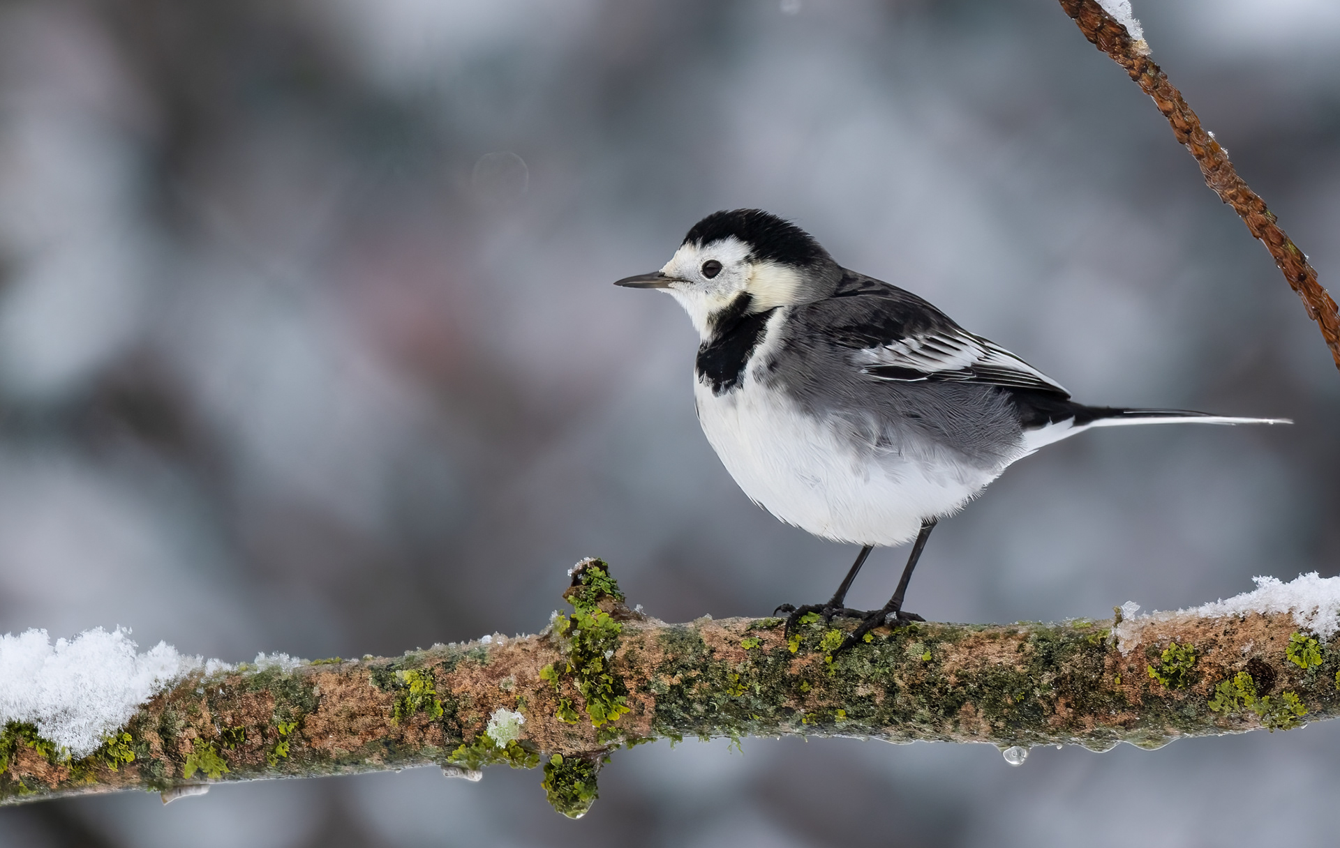 A pied wagtail