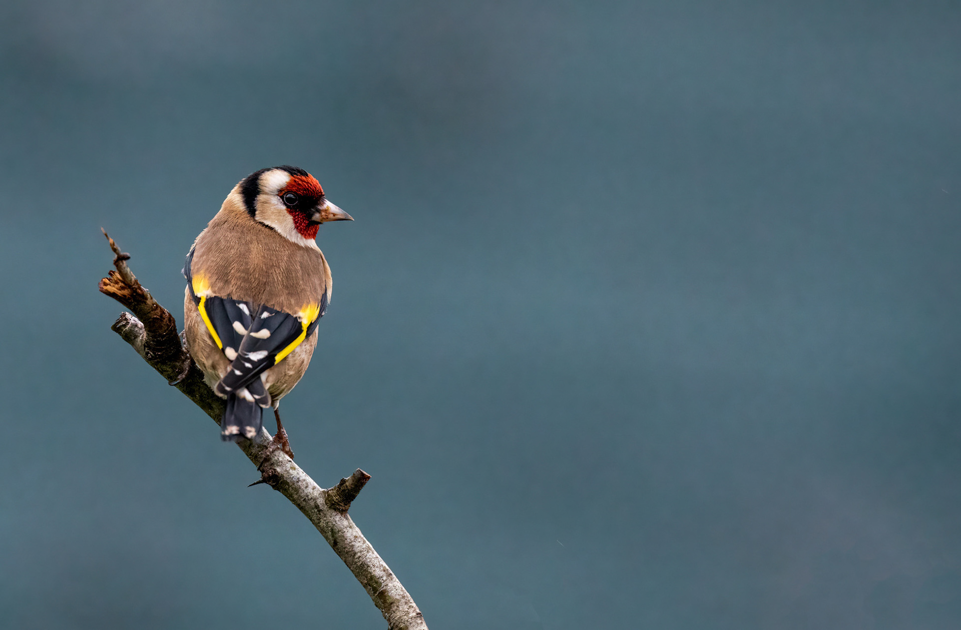 A gold finch