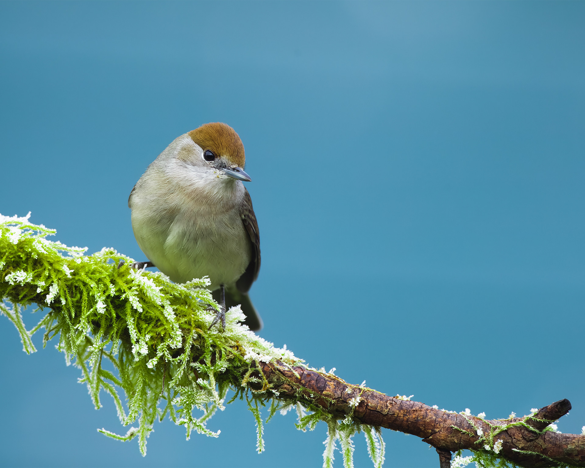 Female blackcap