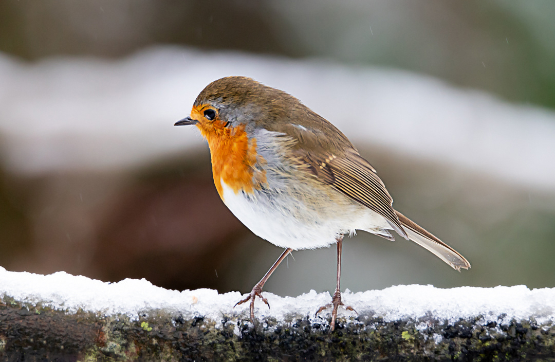 robin in snow