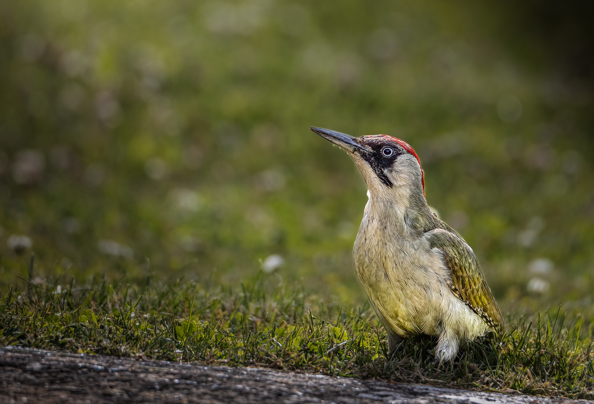 A green woodpecker