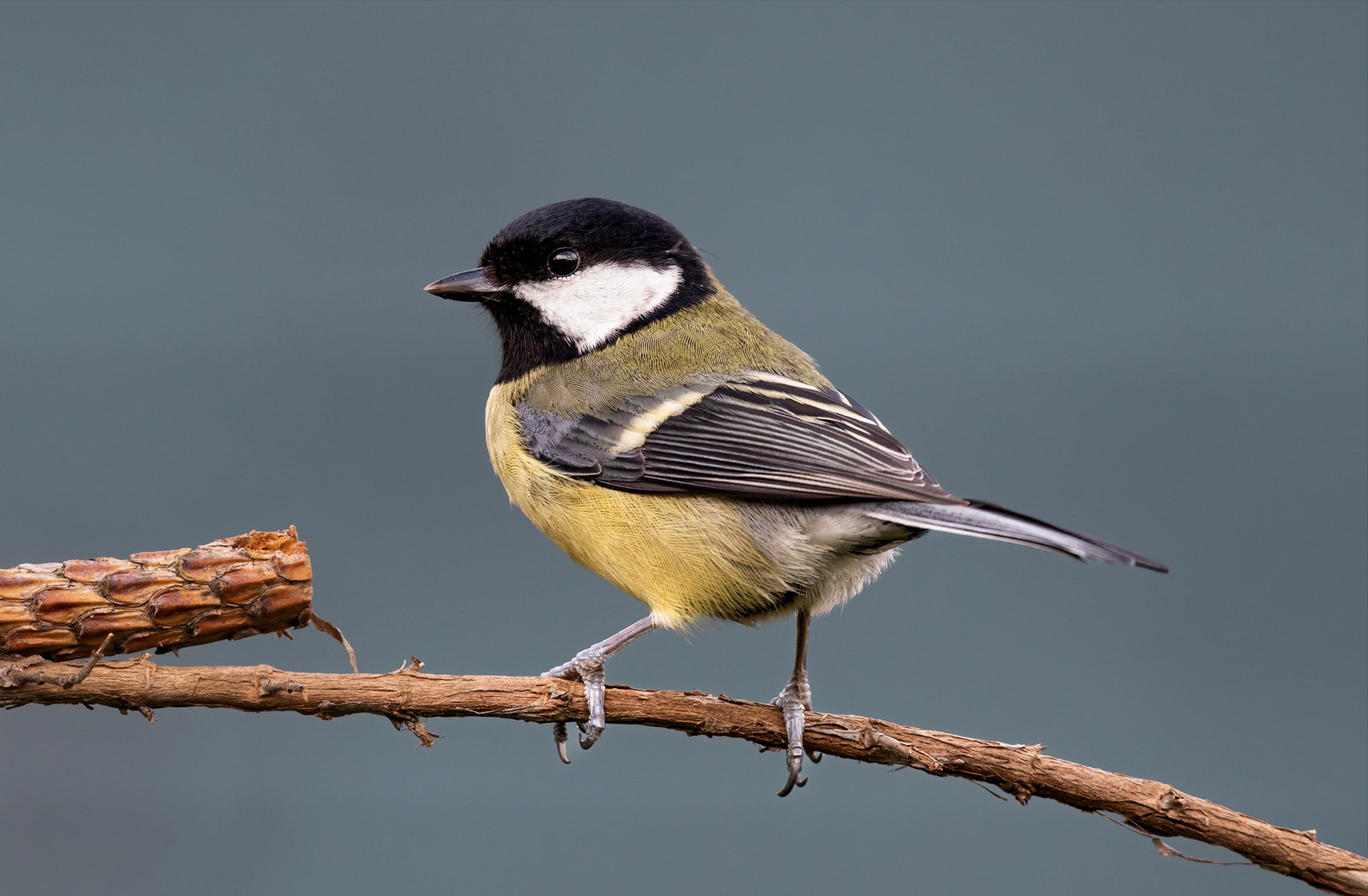 A great tit