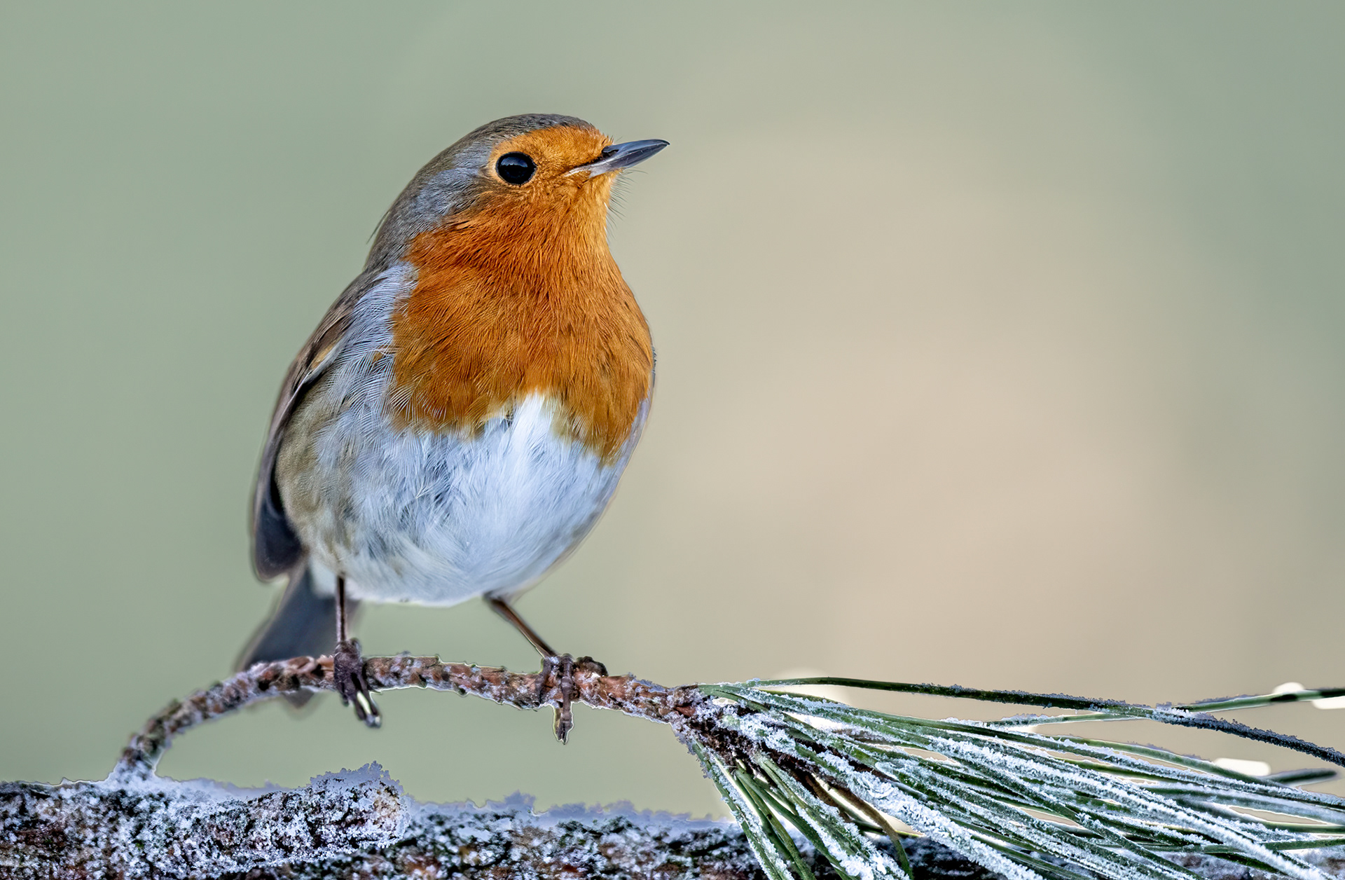A robin on a snow covered branch