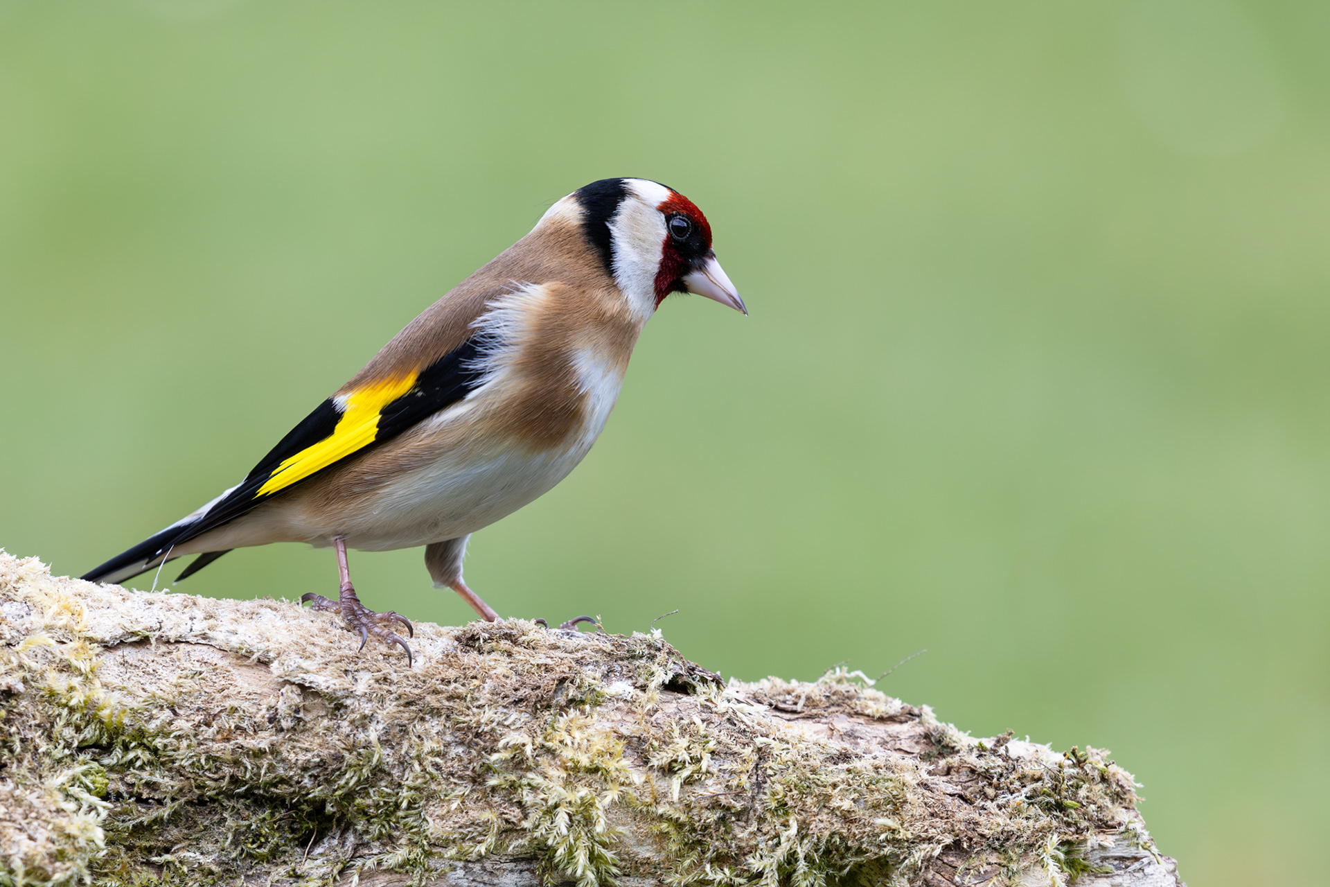 close up of a goldfinch